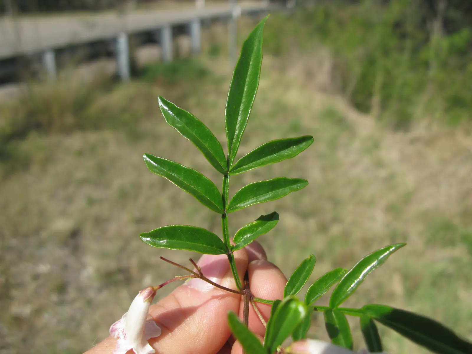 Wonga Wonga Vine (Pandorea Pandorana) — pink flowers in the garden