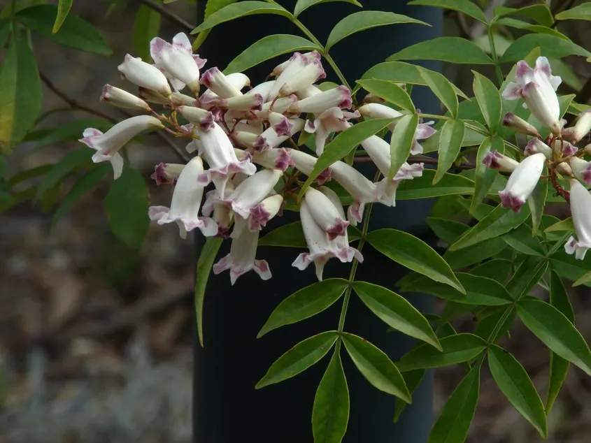 Wonga Wonga Vine (Pandorea Pandorana) — flourishing in USDA zones 9-11; creating an elegant green backdrop in any landscape design