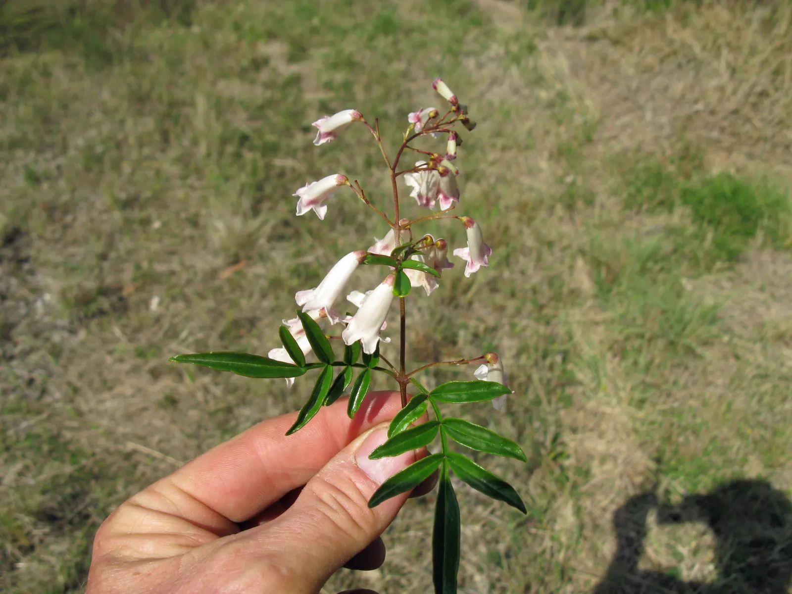 Wonga Wonga Vine (Pandorea Pandorana) — attract pollinators such as bees and butterflies