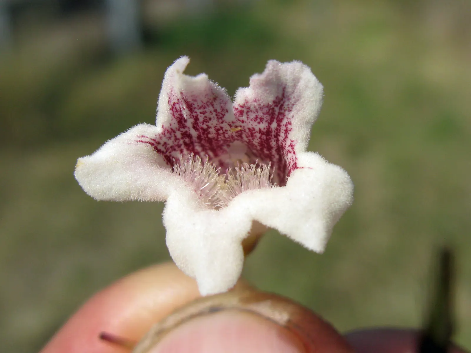 Wonga Wonga Vine (Pandorea Pandorana) — it boasts an impressive display of creamy white to pale yellow
