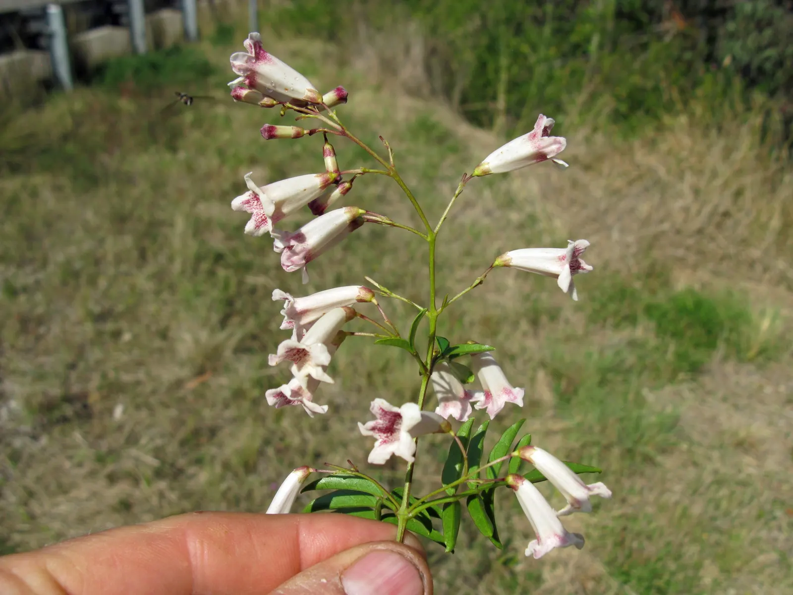 Wonga Wonga Vine (Pandorea Pandorana) — is a vigorous evergreen Australian climber