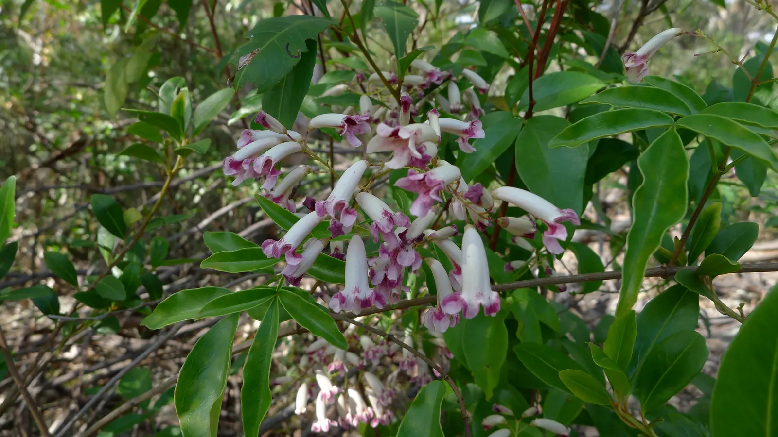 Wonga Wonga Vine (Pandorea Pandorana) — Ideal for pergolas or fences