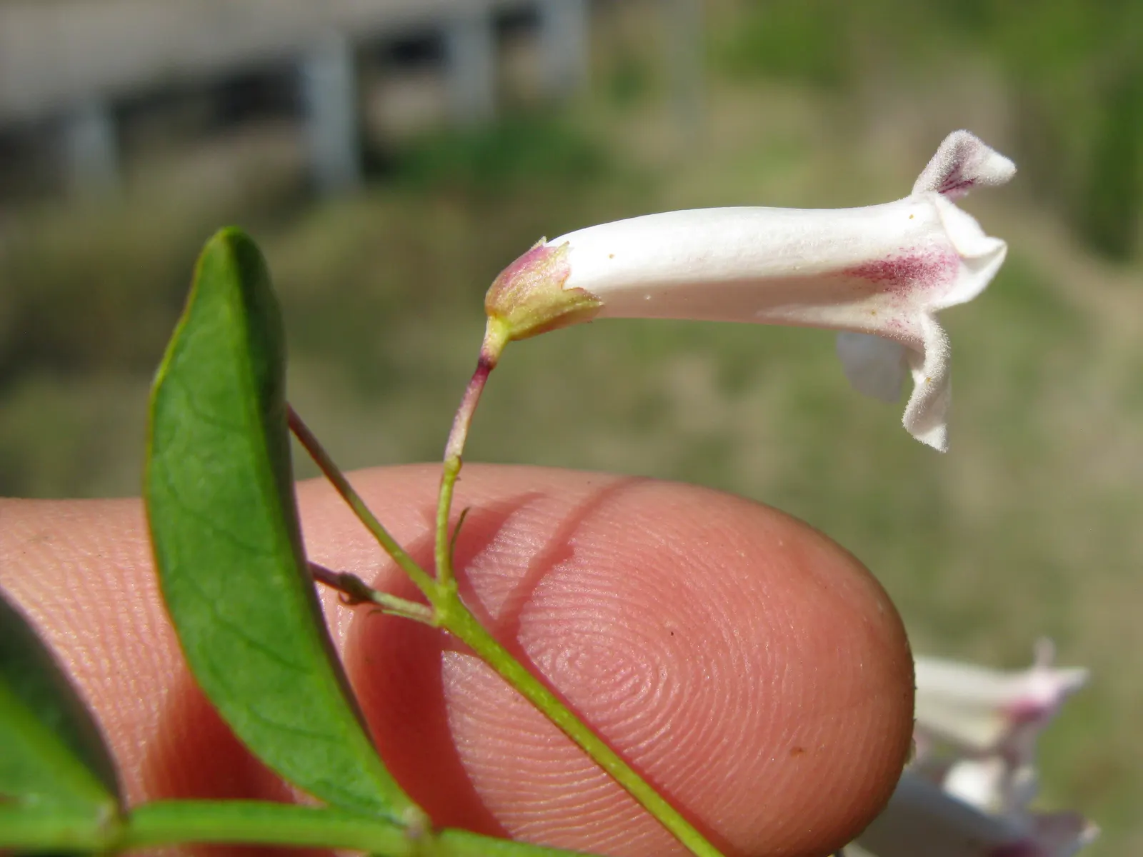 Wonga Wonga Vine (Pandorea Pandorana) — ideally receiving at least 6 hours of sunlight per day