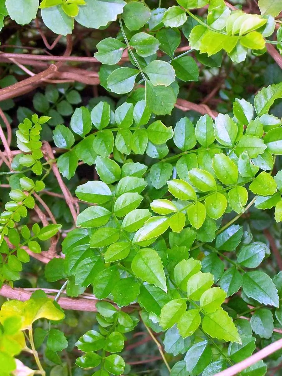 Wonga Wonga Vine (Pandorea Pandorana) — it provides quick coverage and a charming display of clustered blooms from spring to early summer; the plant can reach