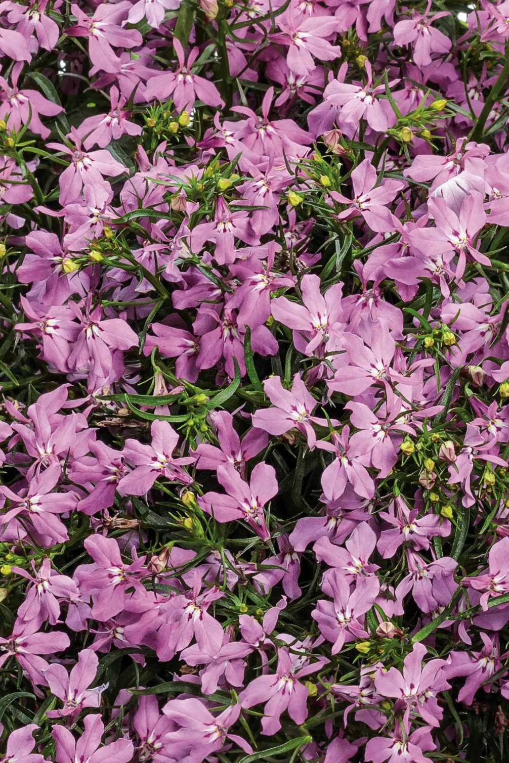 Royale Pink Lobelia (Lobelia erinus) — The Lobelia erinus 'Royale Pink' is a compact annual with a rounded