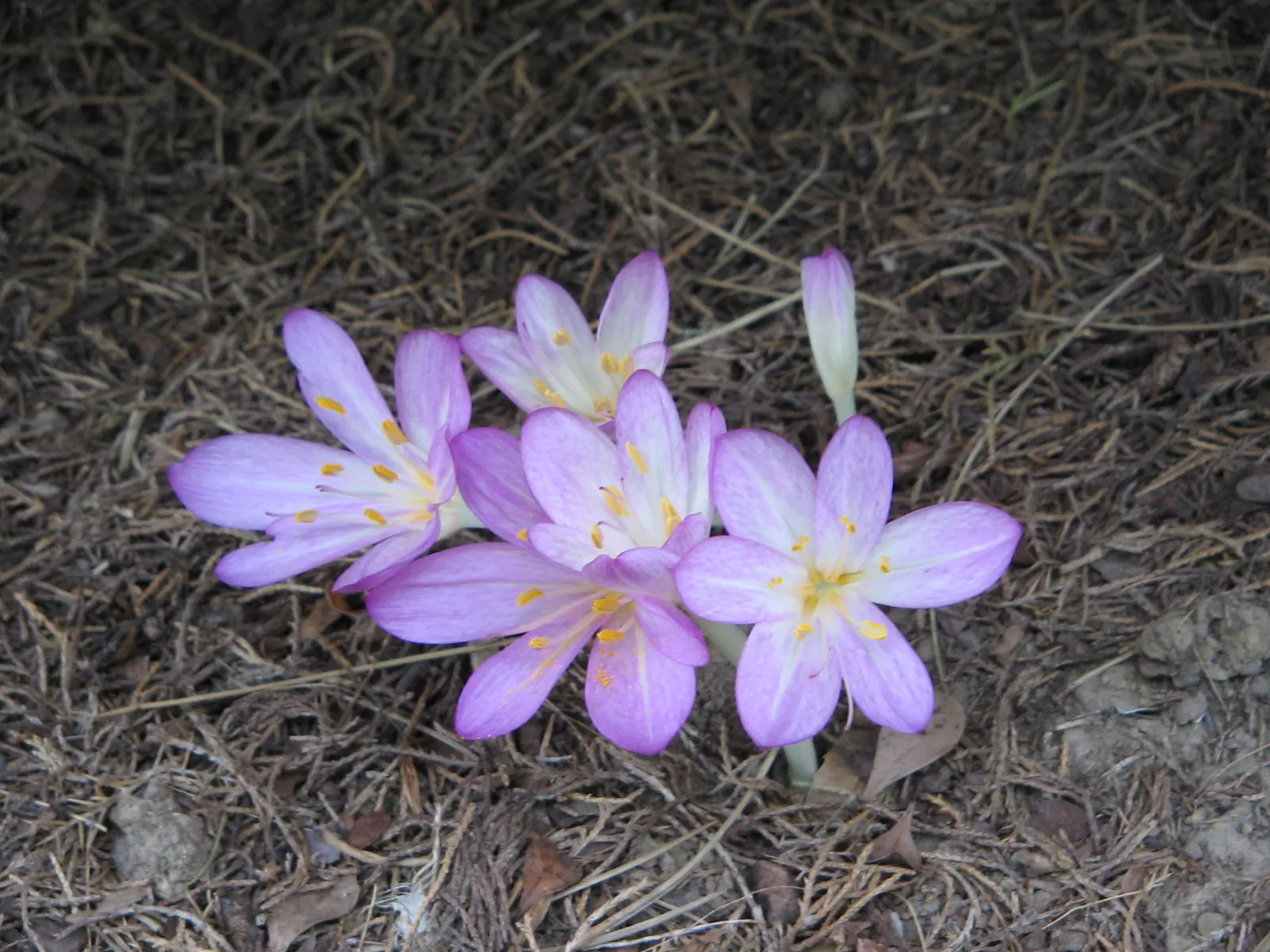 Autumn Crocus (Colchicum cilicicum) — despite being from a different family.<br><br>This plant prefers well-drained