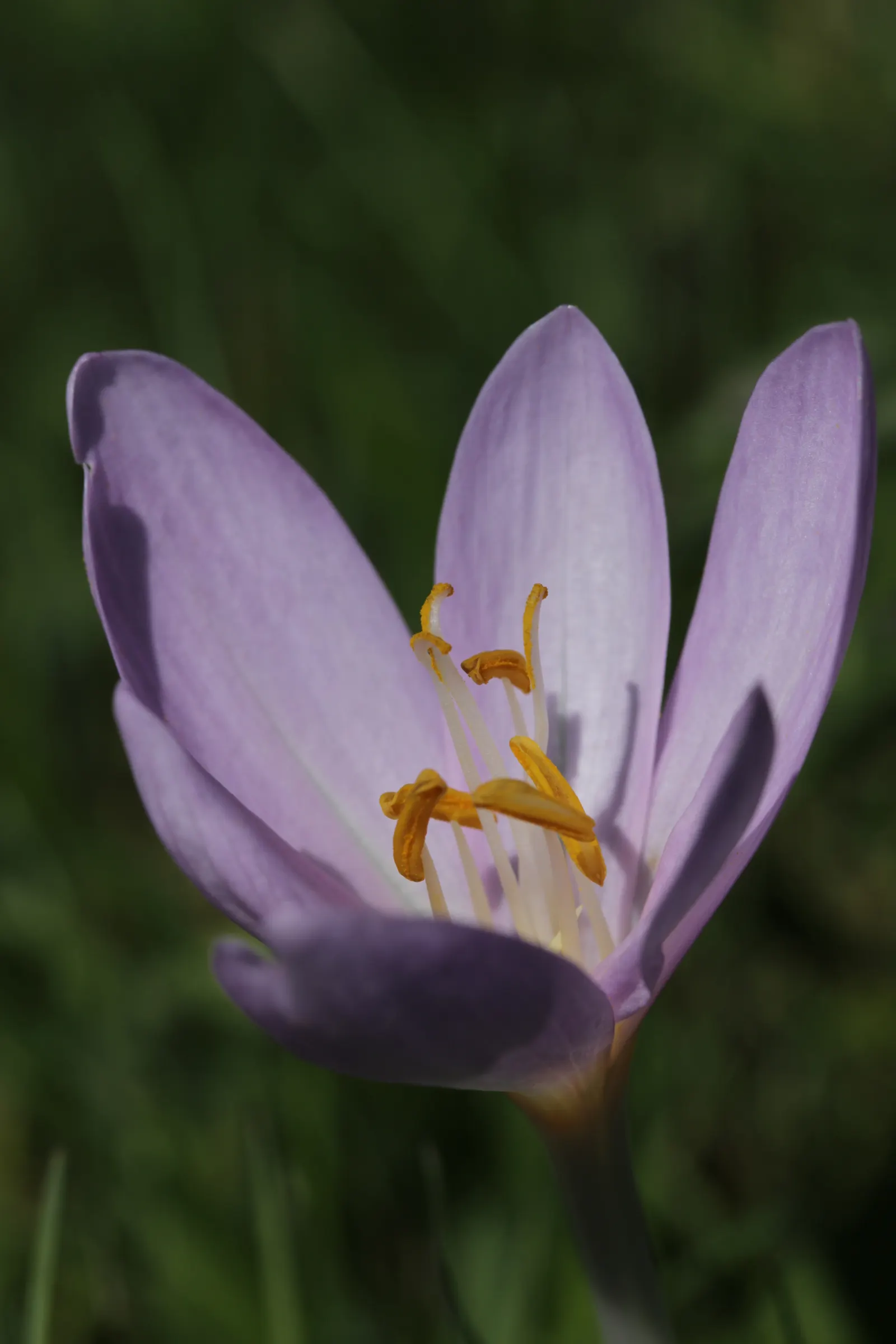 Autumn Crocus (Colchicum cilicicum) — it's essential to convey that the foliage of the Autumn Crocus will emerge in spring; thanks to the presence, image 56