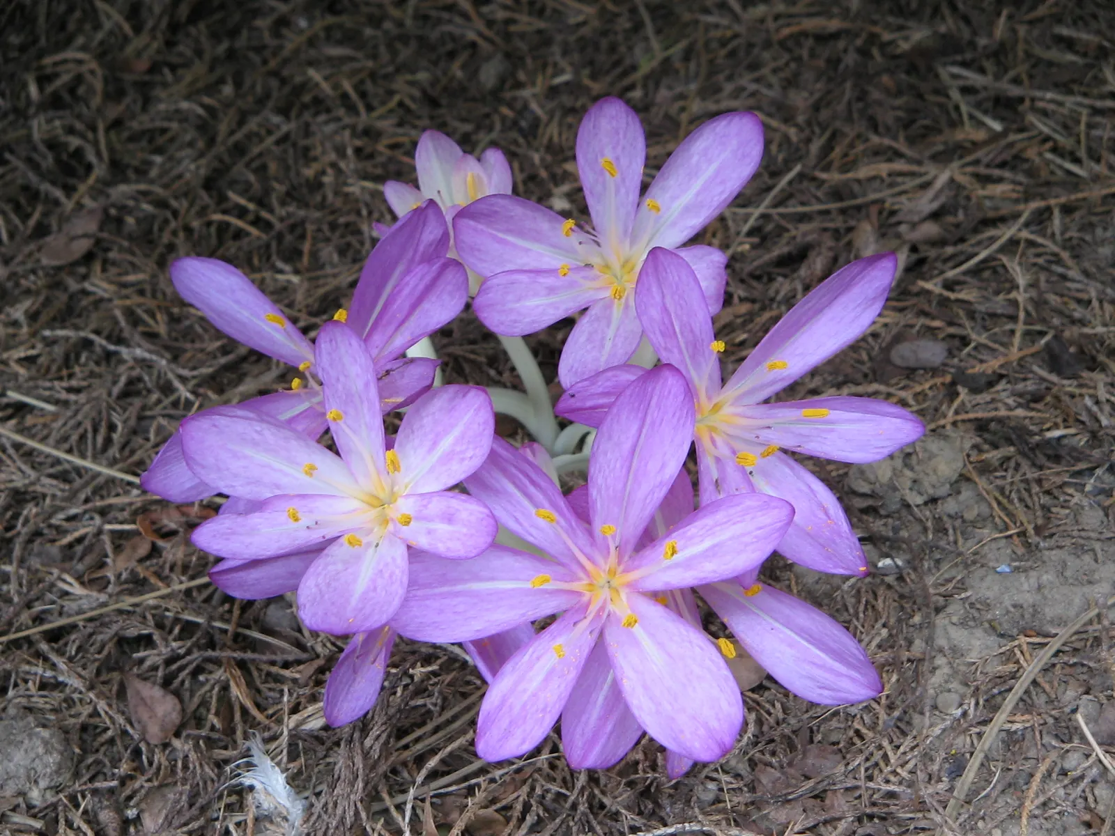 Autumn Crocus (Colchicum cilicicum) — lilac-pink flowers blossoming on 4 to 6 inch stems; colchicum cilicicum will reward the autumn landscape with a
