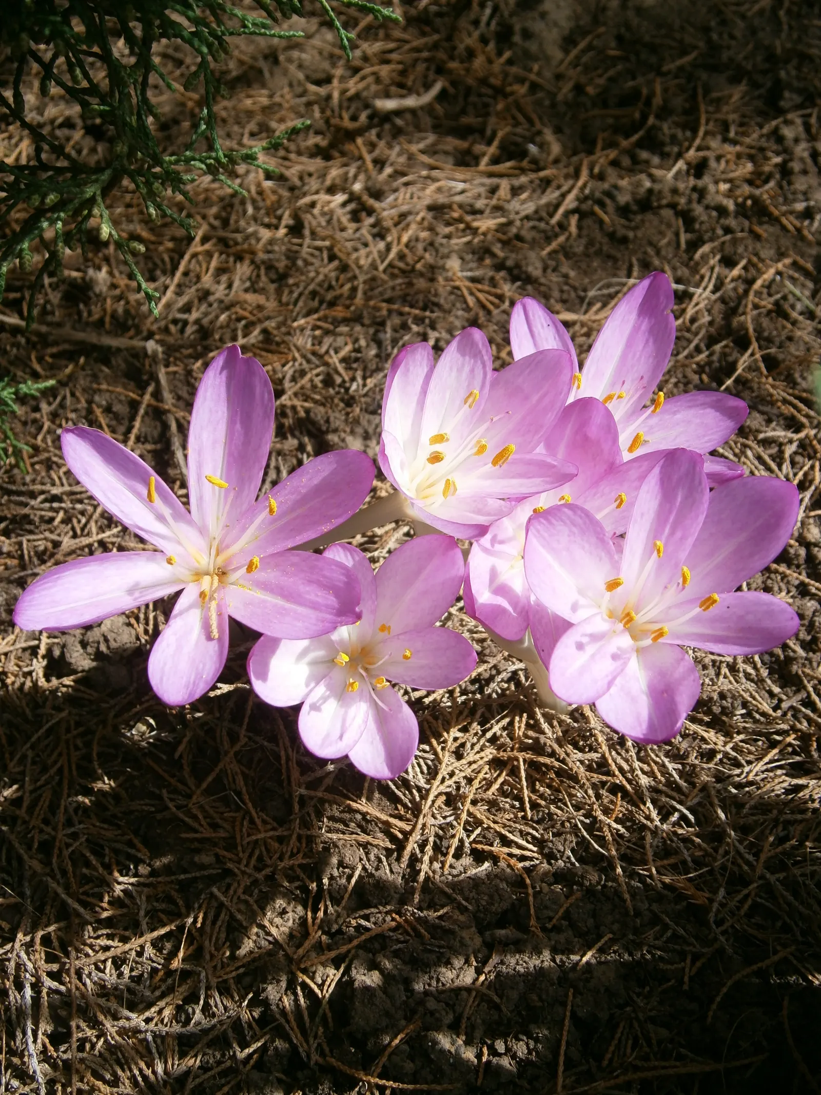 Autumn Crocus (Colchicum cilicicum) — Thriving in USDA zones 5-9, plant in partial shade or full sun in well-drained soil; thanks to the presence, image 44