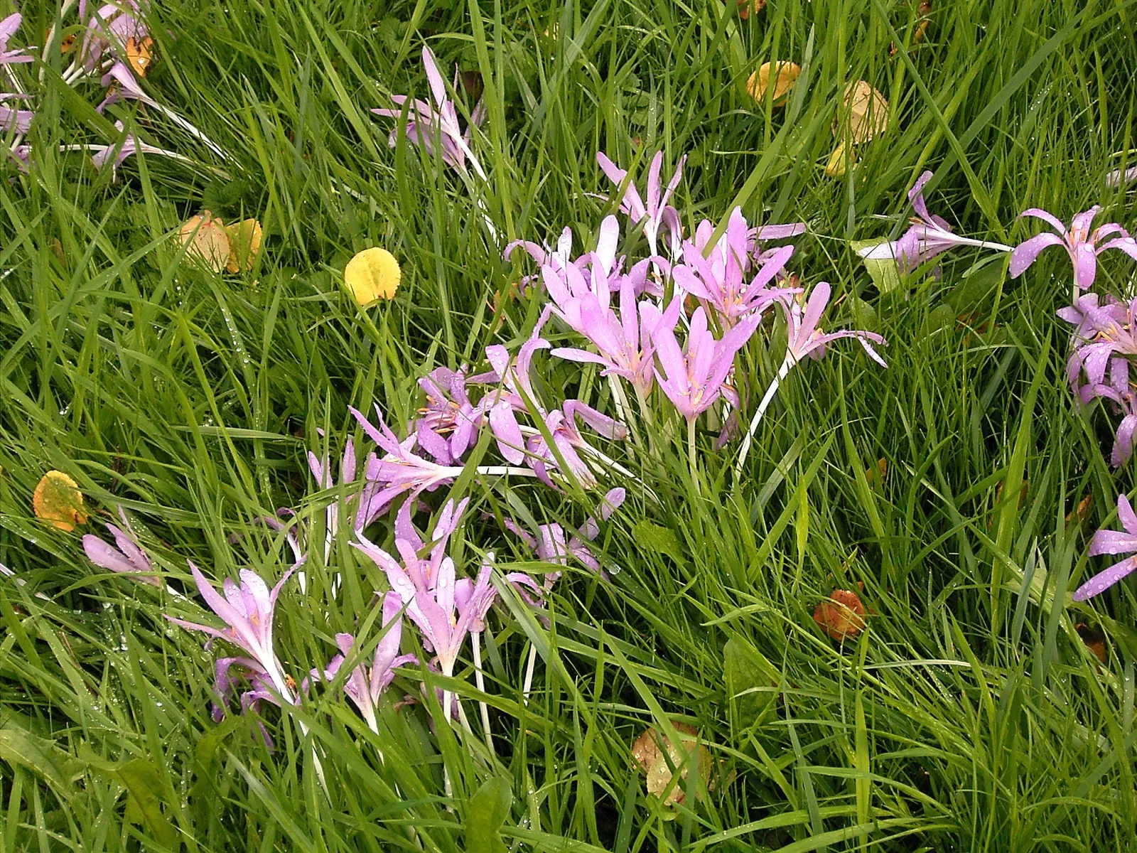 Autumn Crocus (Colchicum cilicicum) — thanks to the presence of colchicine, image 32