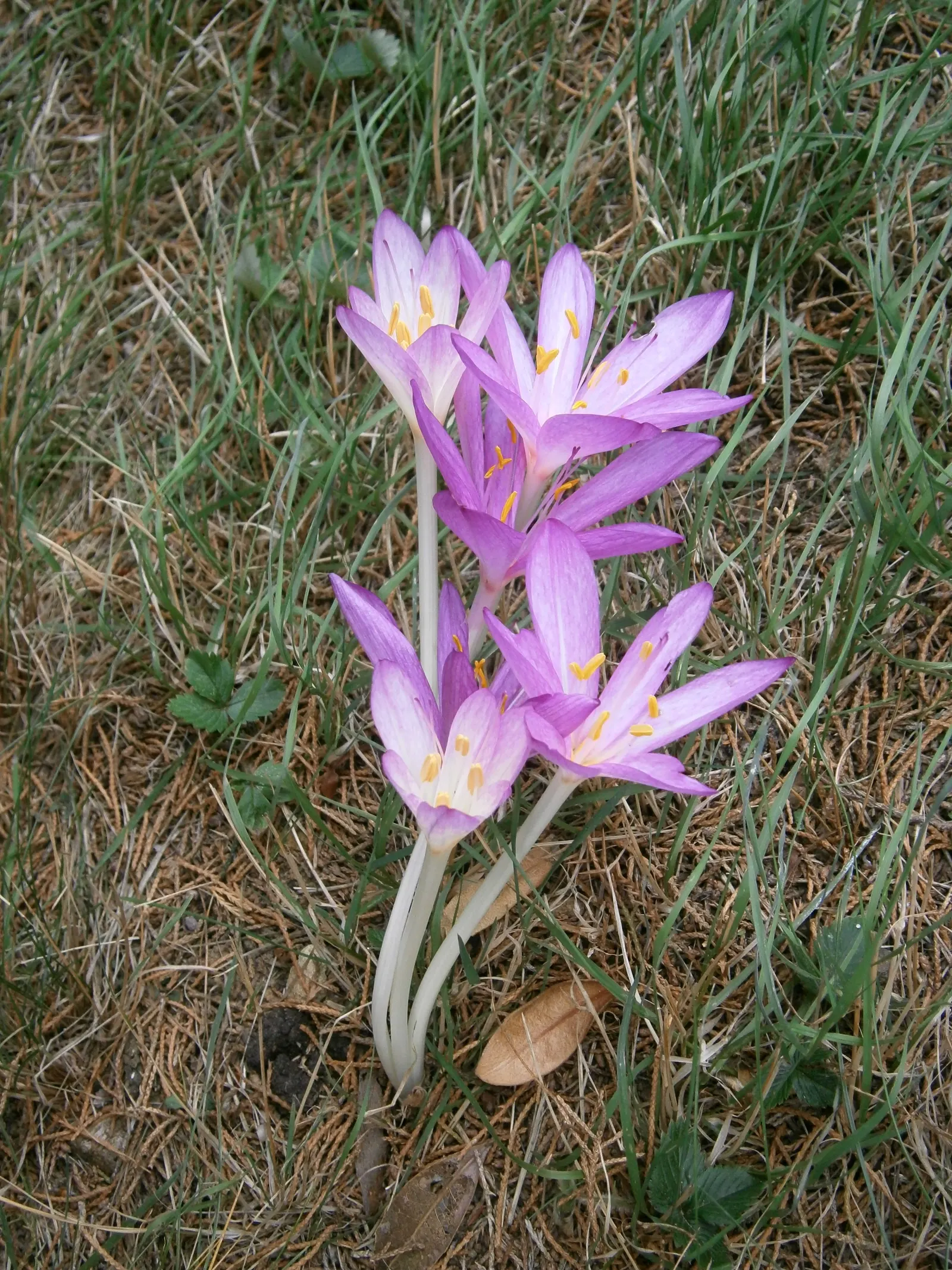 Autumn Crocus (Colchicum cilicicum) — Thriving in USDA zones 5-9, plant in partial shade or full sun in well-drained soil; thanks to the presence of colchicine