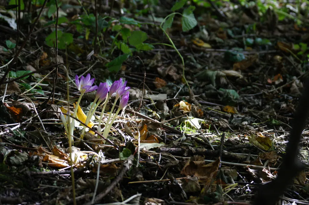 Autumn Crocus (Colchicum cilicicum) — lilac-pink flowers blossoming on 4 to 6 inch stems
