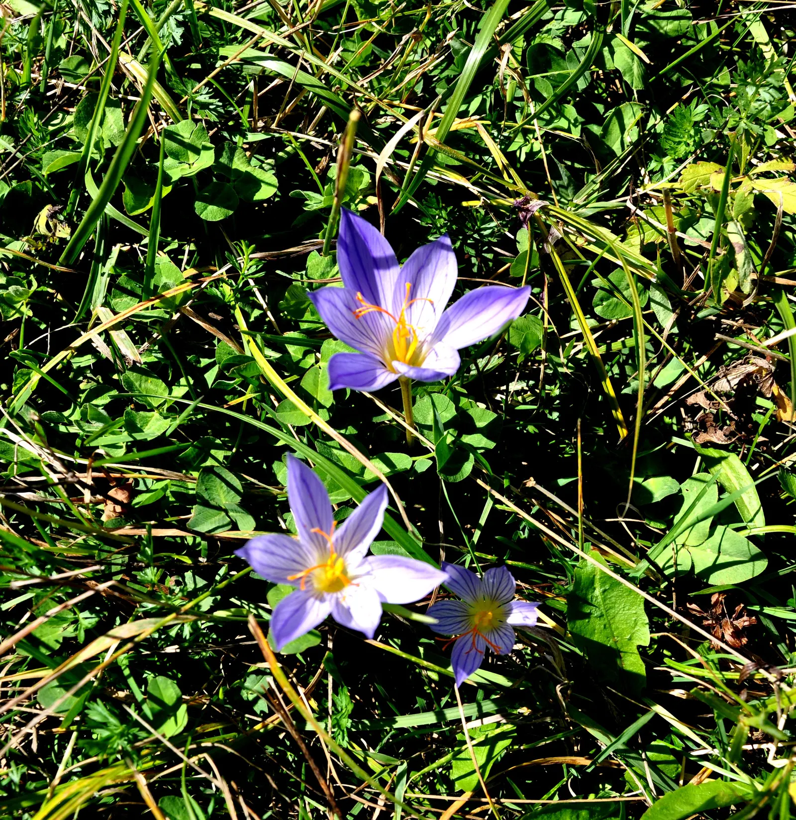 Autumn Crocus (Colchicum cilicicum) — Space bulbs 6 inches apart and 3 inches deep for a naturalizing effect; colchicum cilicicum will reward the autumn