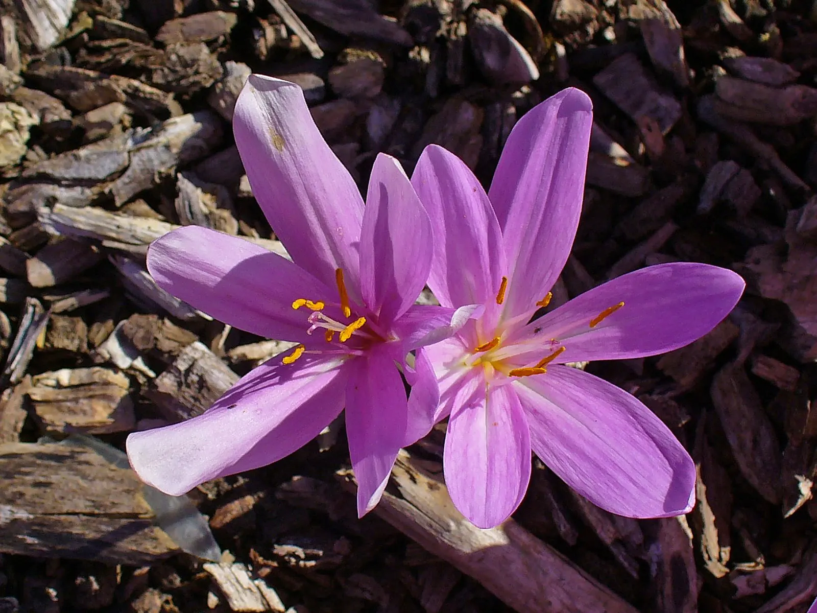 Autumn Crocus (Colchicum cilicicum) — The ideal planting depth is approximately 3 to 4 inches