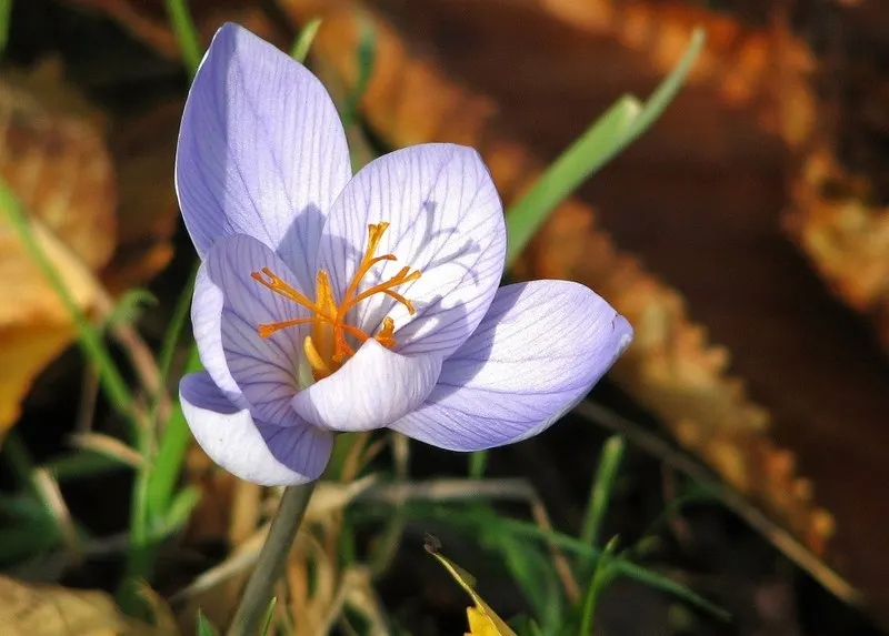 Autumn Crocus (Colchicum cilicicum) — and will die back by midsummer; colchicum cilicicum will reward the autumn landscape with a surprising splash, image 57