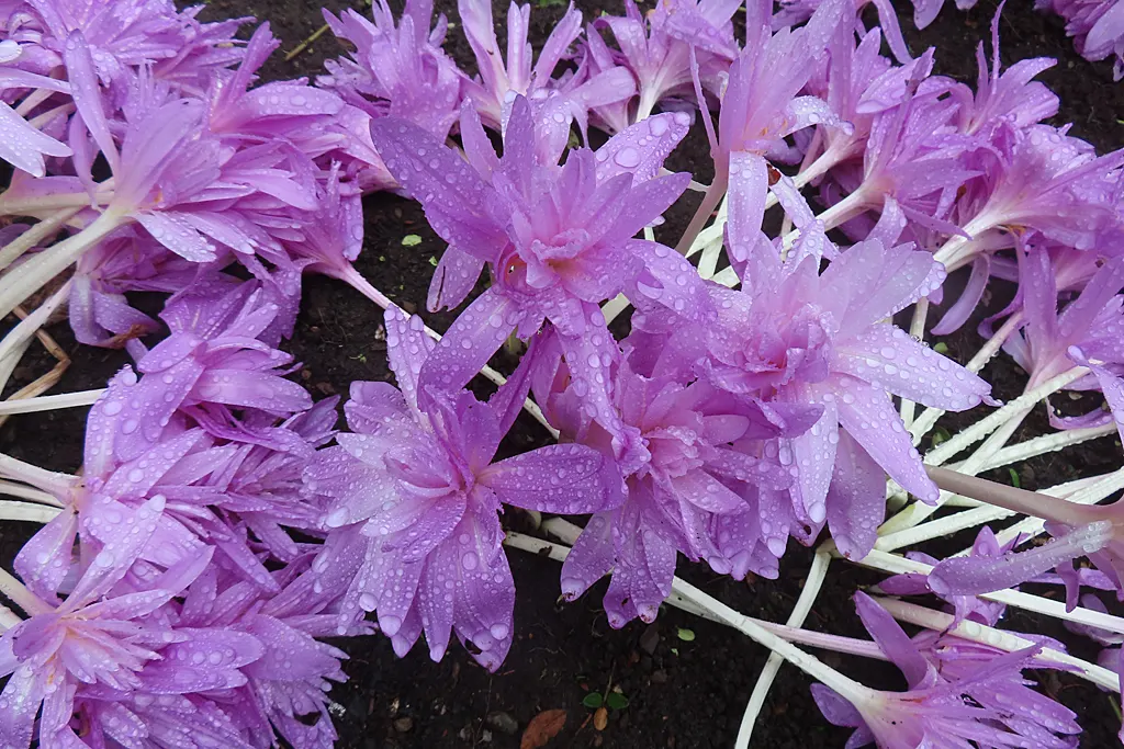 Autumn Crocus (Colchicum cilicicum) — Space bulbs 6 inches apart and 3 inches deep for a naturalizing effect; colchicum cilicicum will reward the, image 45