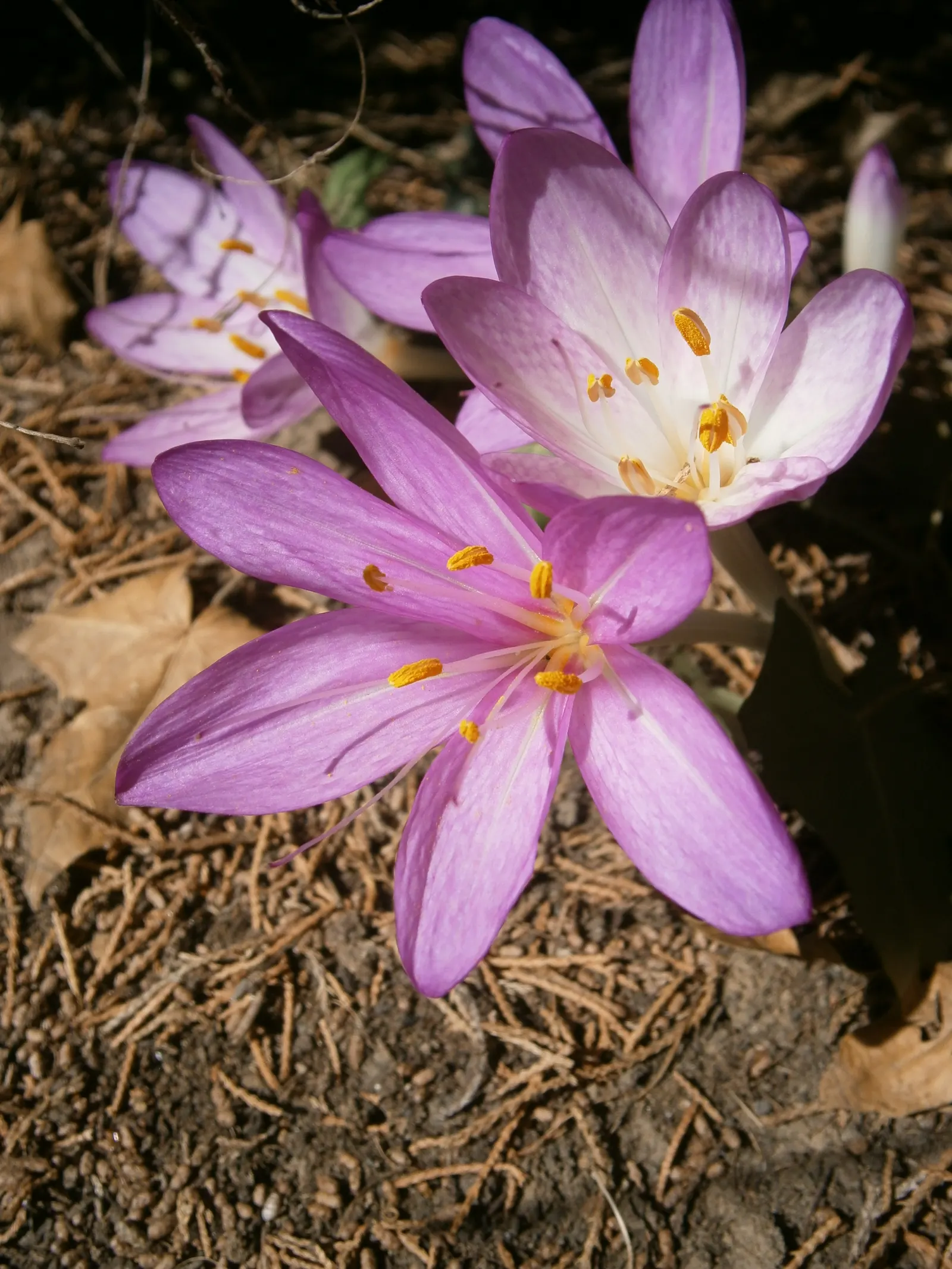 Autumn Crocus (Colchicum cilicicum) — bulb for full or half; colchicum cilicicum will reward the autumn landscape with a surprising splash of color, image 63