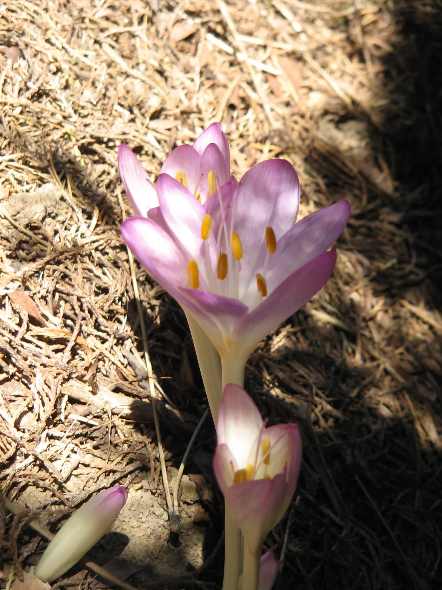 Autumn Crocus (Colchicum cilicicum) — Its lifecycle is a helpful reminder for maintenance; caution: All plant parts are toxic if ingested, image 58