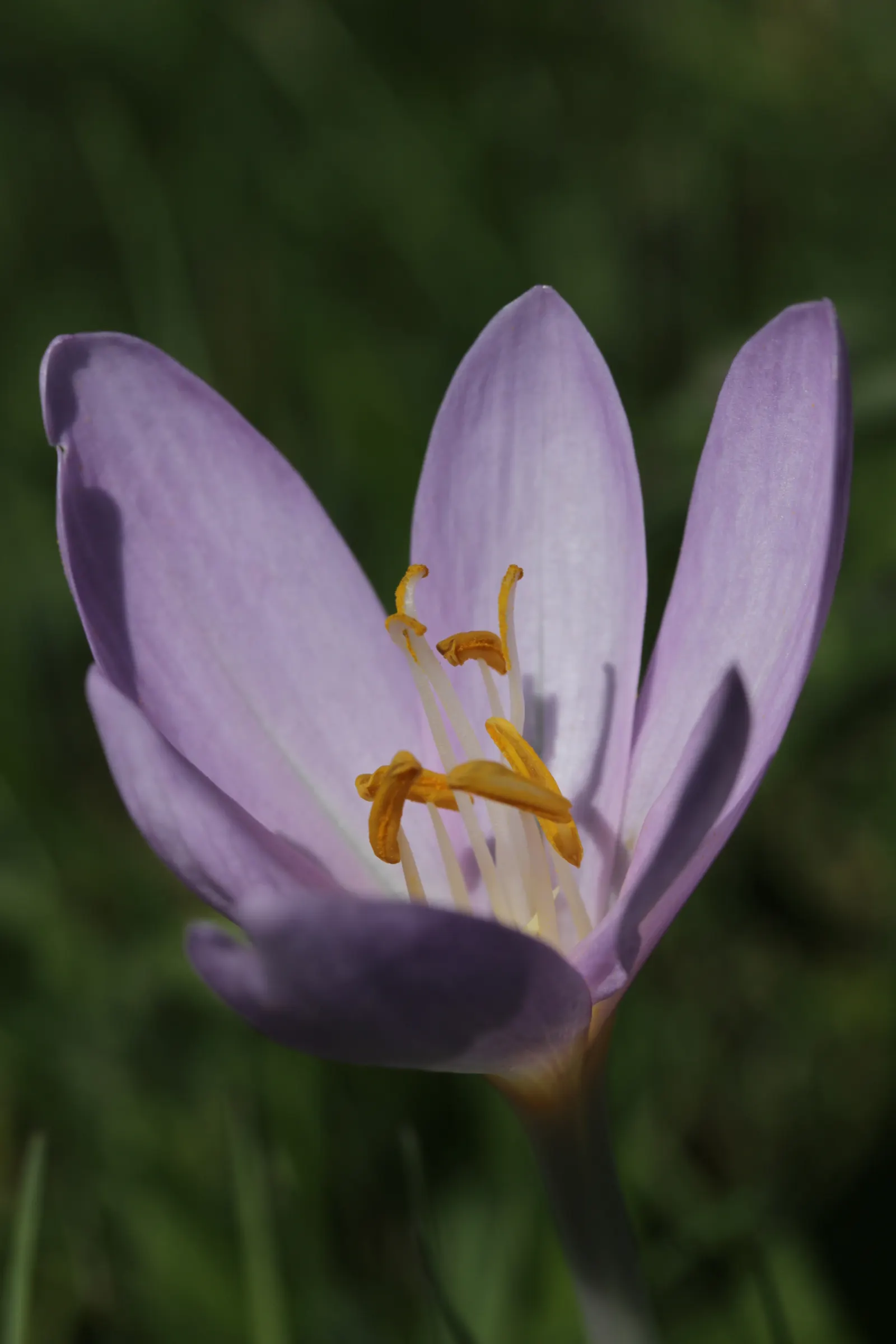 Autumn Crocus (Colchicum cilicicum) — thanks to the presence of colchicine