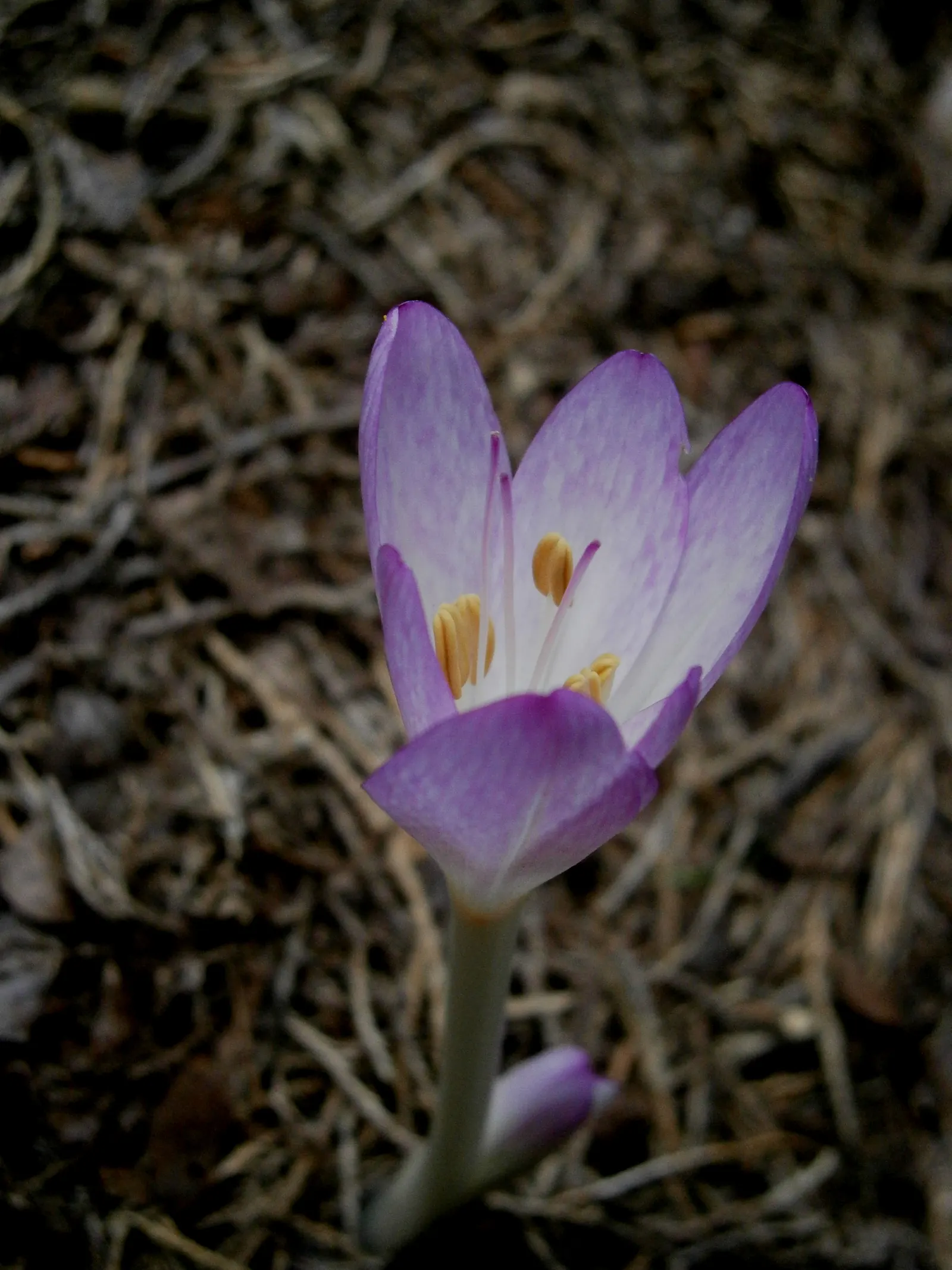 Autumn Crocus (Colchicum cilicicum) — With minimal care and their sweetly charming blooms; thanks to the presence of colchicine