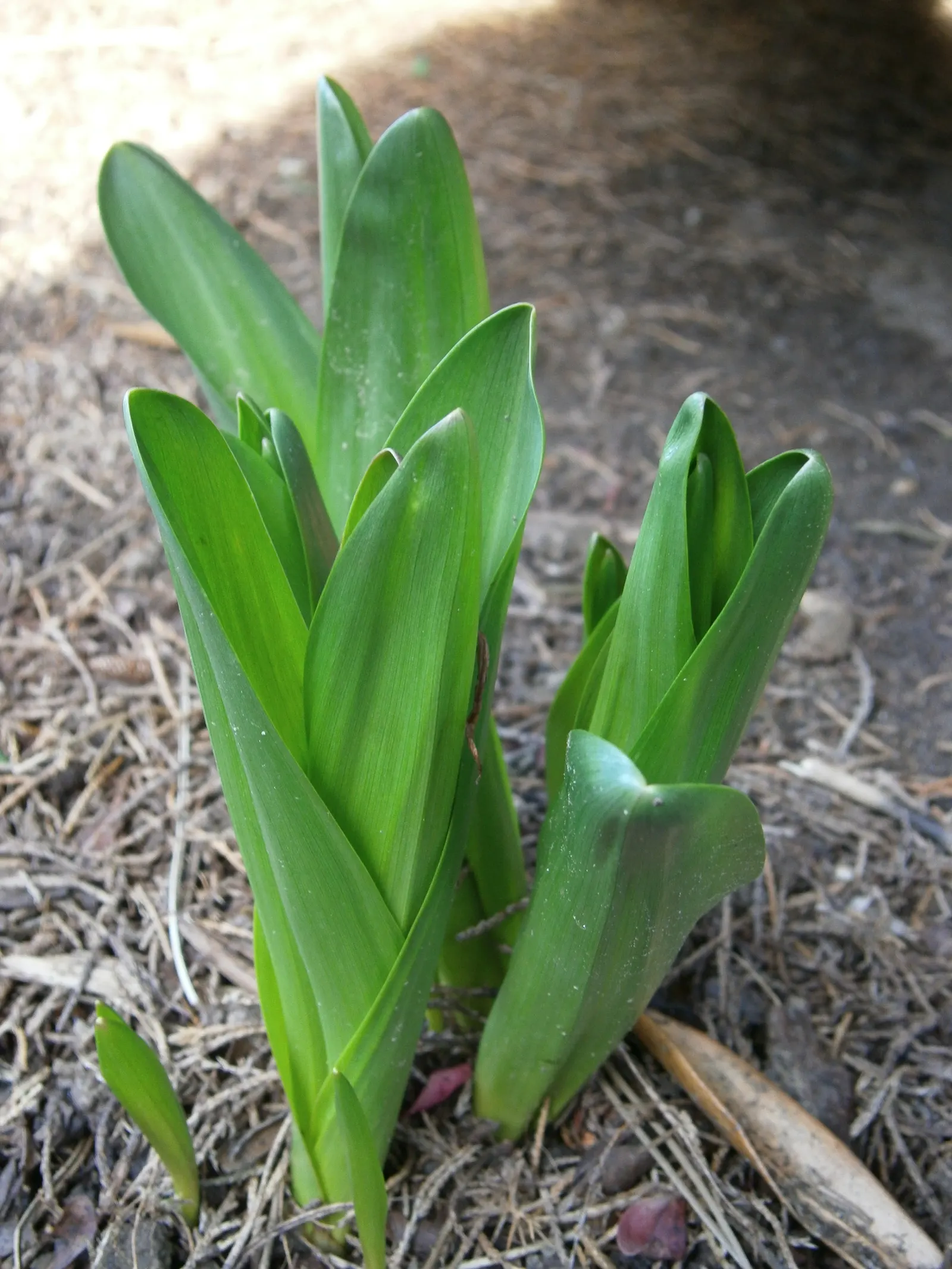 Autumn Crocus (Colchicum cilicicum) — especially in gardens frequented by children and pets.<br><br>For your clients