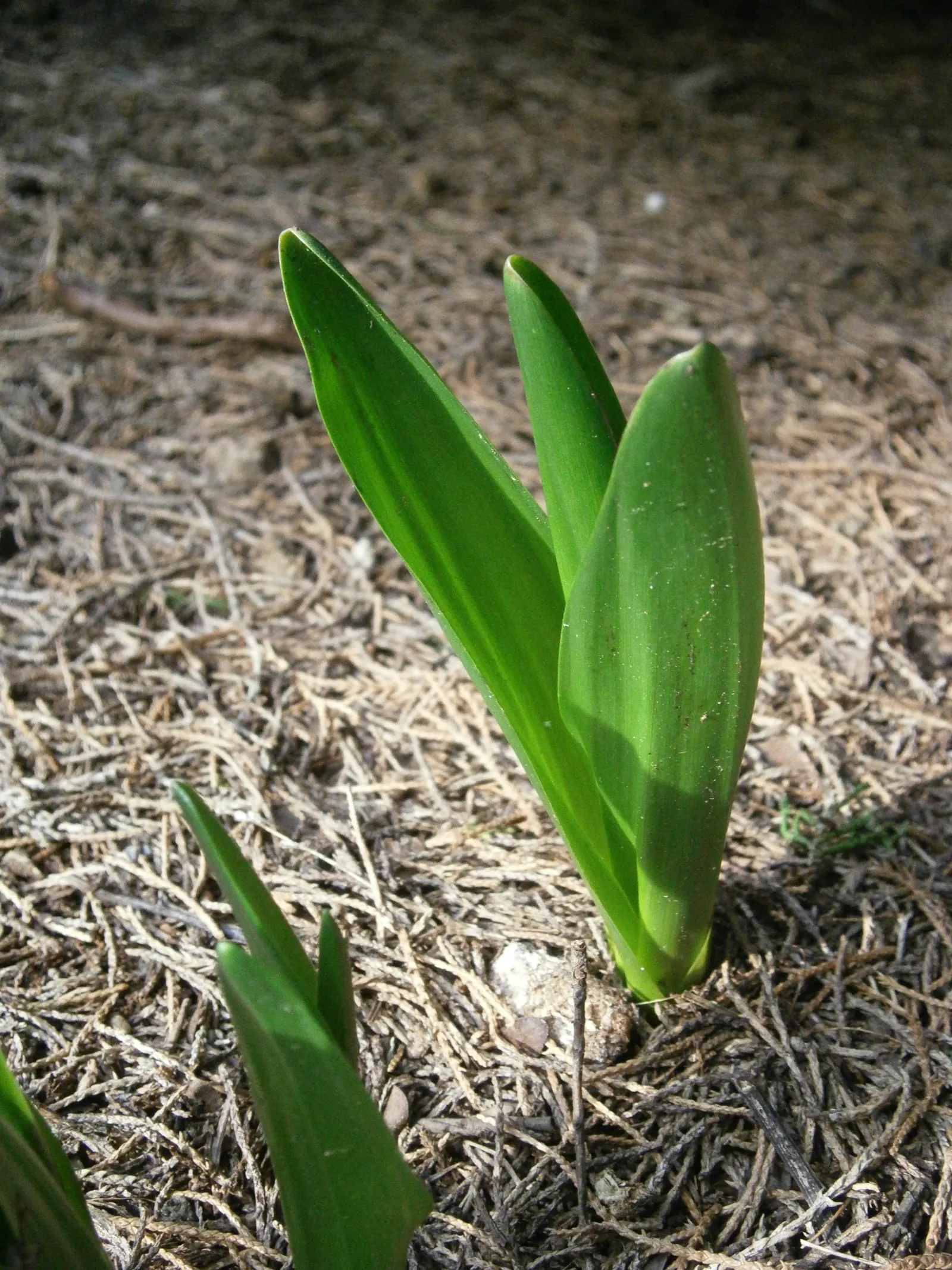 Autumn Crocus (Colchicum cilicicum) — it's essential to convey that the foliage of the Autumn Crocus will emerge in spring