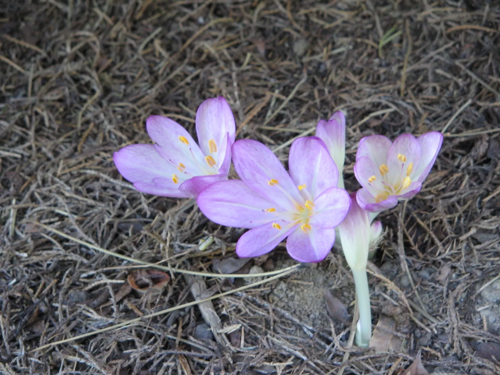 Autumn Crocus (Colchicum cilicicum) — Caution should be taken when planting this species; colchicum cilicicum will reward the autumn landscape with, image 54