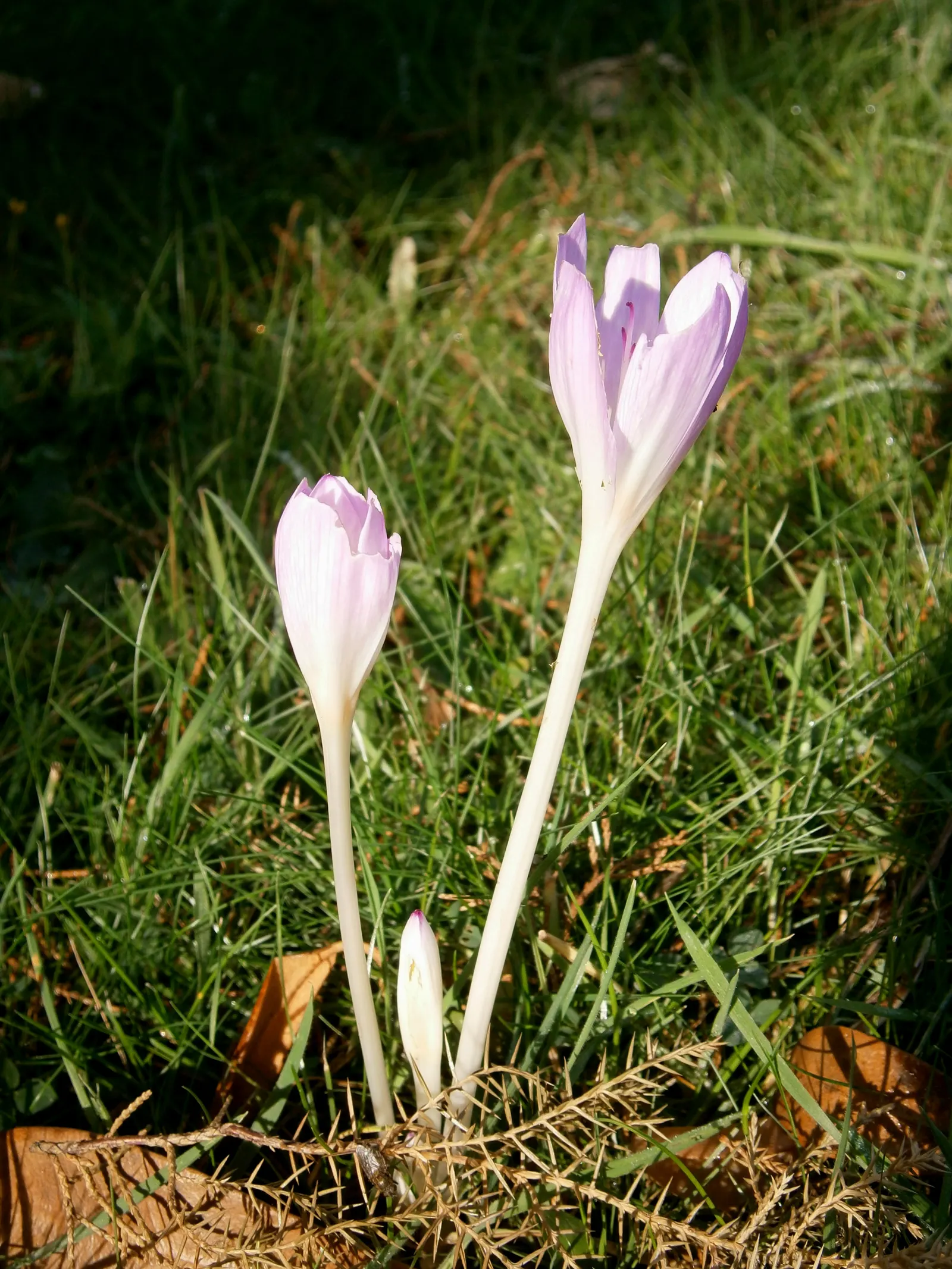 Autumn Crocus (Colchicum cilicicum) — bulb for full or half; colchicum cilicicum will reward the autumn landscape with a surprising splash of color as the year