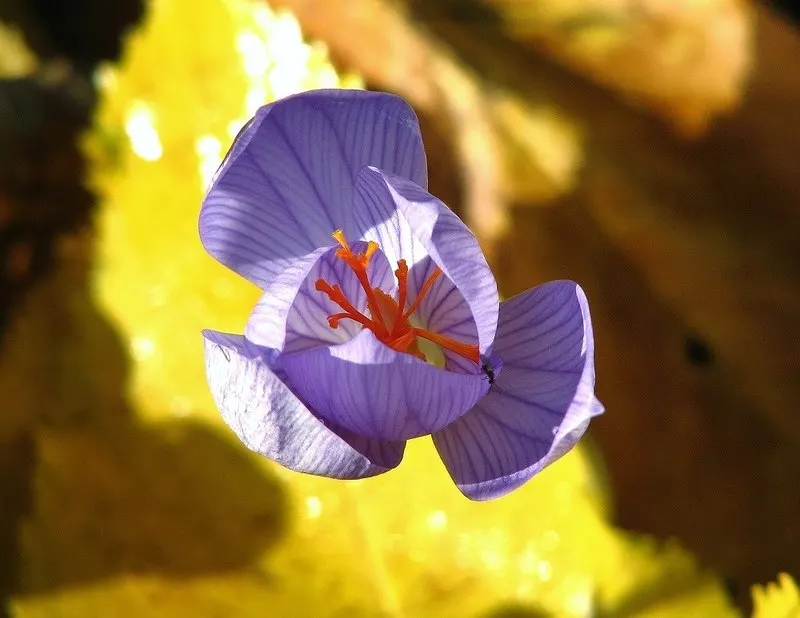 Autumn Crocus (Colchicum cilicicum) — Caution: All plant parts are toxic if ingested, image 67