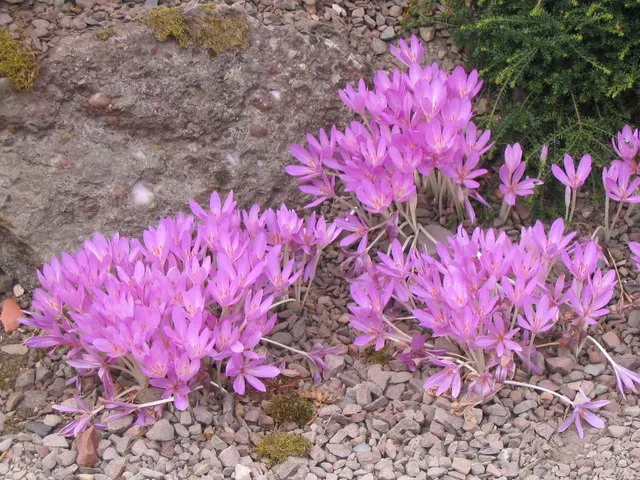 Autumn Crocus (Colchicum cilicicum) — Blossoming in fall, each bulb produces up to 6-inch-tall blossoms, with foliage emerging in spring