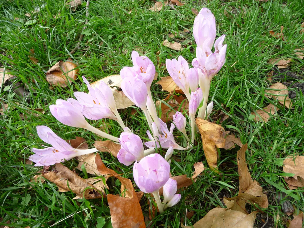 Autumn Crocus (Colchicum cilicicum) — Its distinctive blooms burst forth in late summer to autumn; thanks to the presence of colchicine, image 47