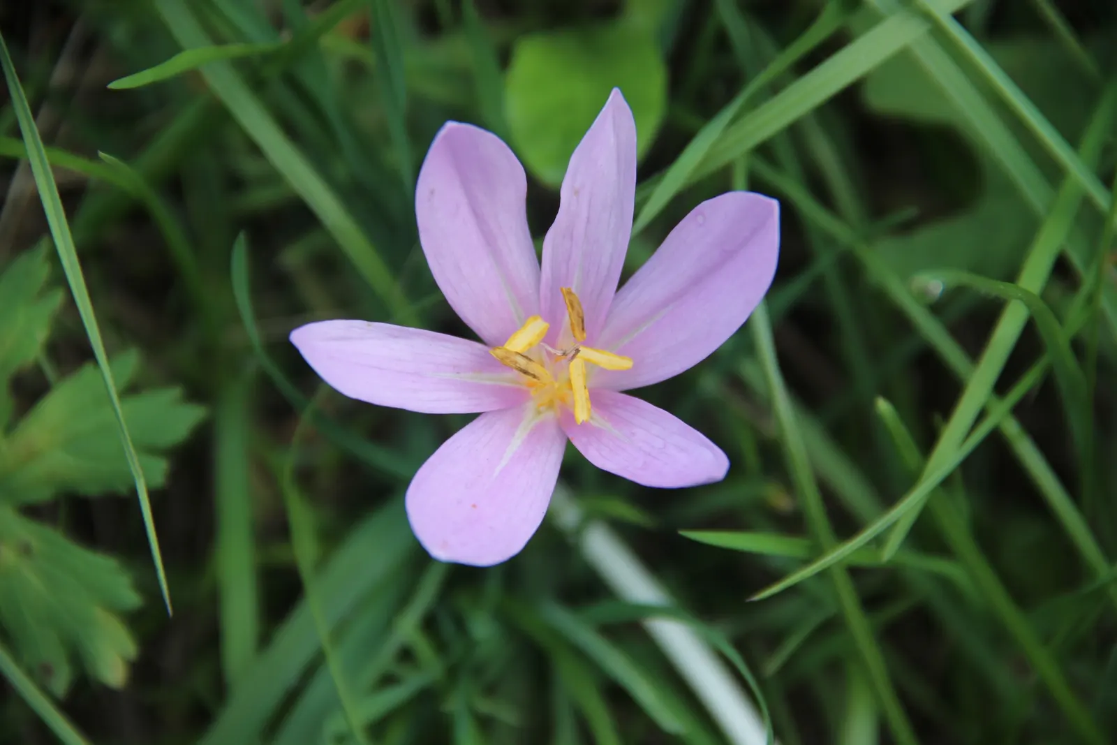 Autumn Crocus (Colchicum cilicicum) — Caution: All plant parts are toxic if ingested, image 46