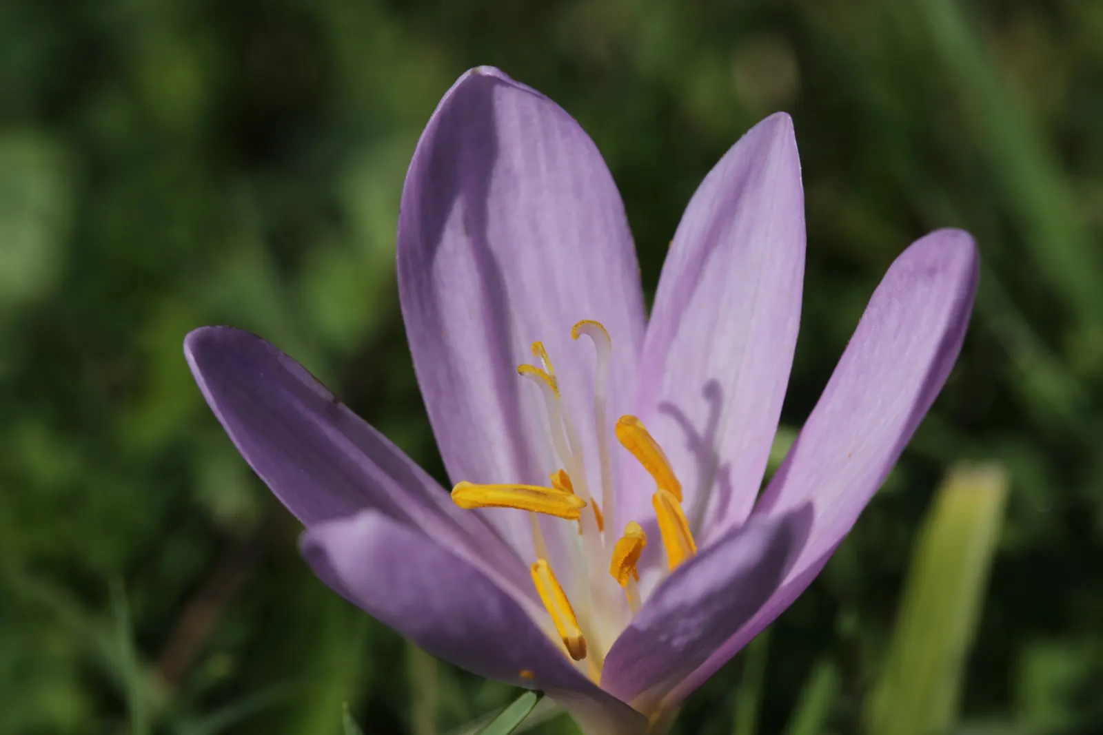 Autumn Crocus (Colchicum cilicicum) — The ideal planting depth is approximately 3 to 4 inches; colchicum cilicicum will reward the autumn landscape with a