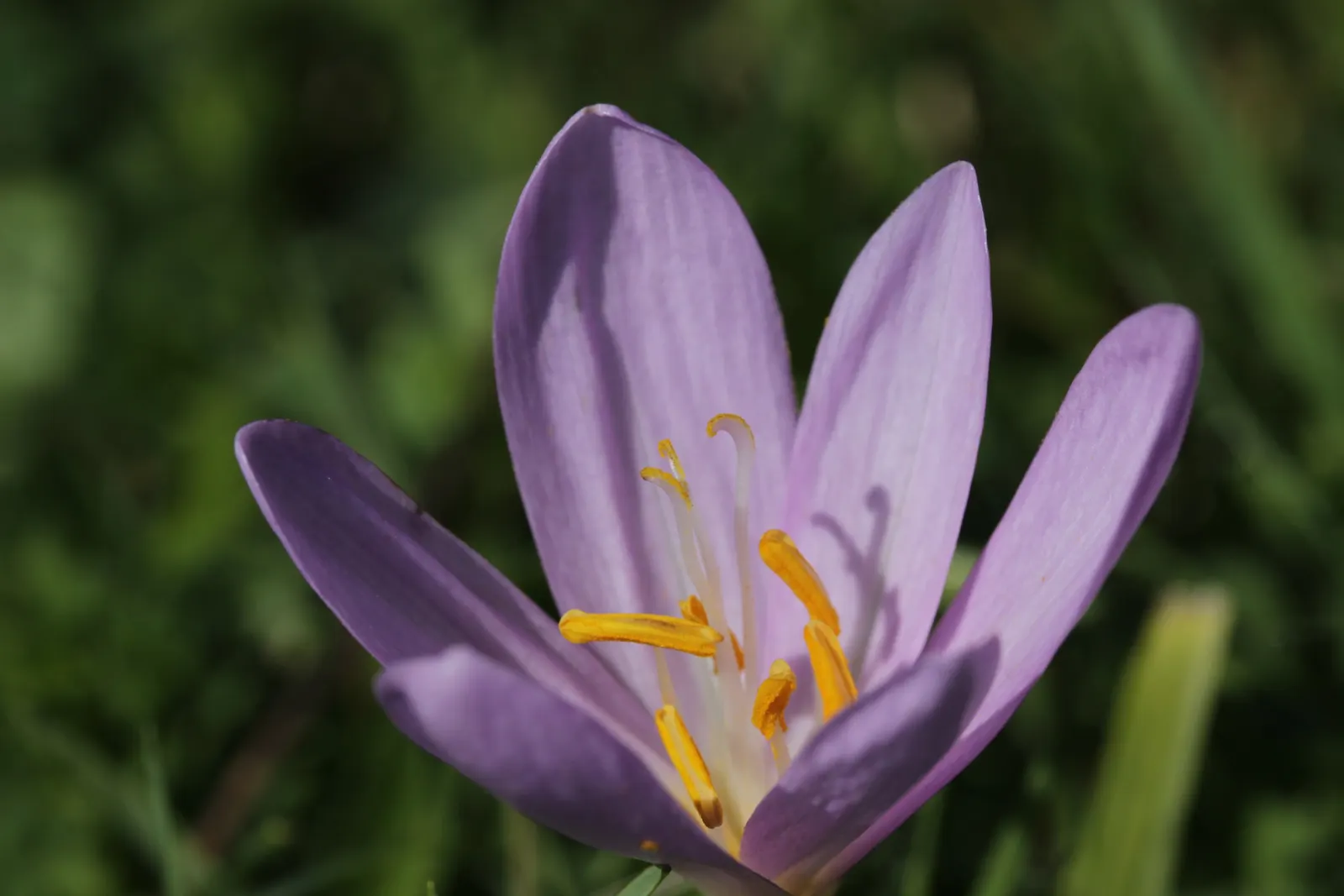 Autumn Crocus (Colchicum cilicicum) — and will die back by midsummer; colchicum cilicicum will reward the autumn landscape with a surprising splash of color as