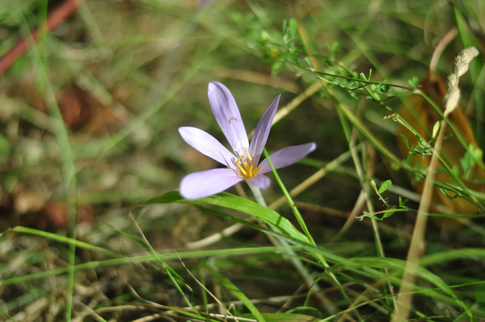 Autumn Crocus (Colchicum cilicicum) — With minimal care and their sweetly charming blooms