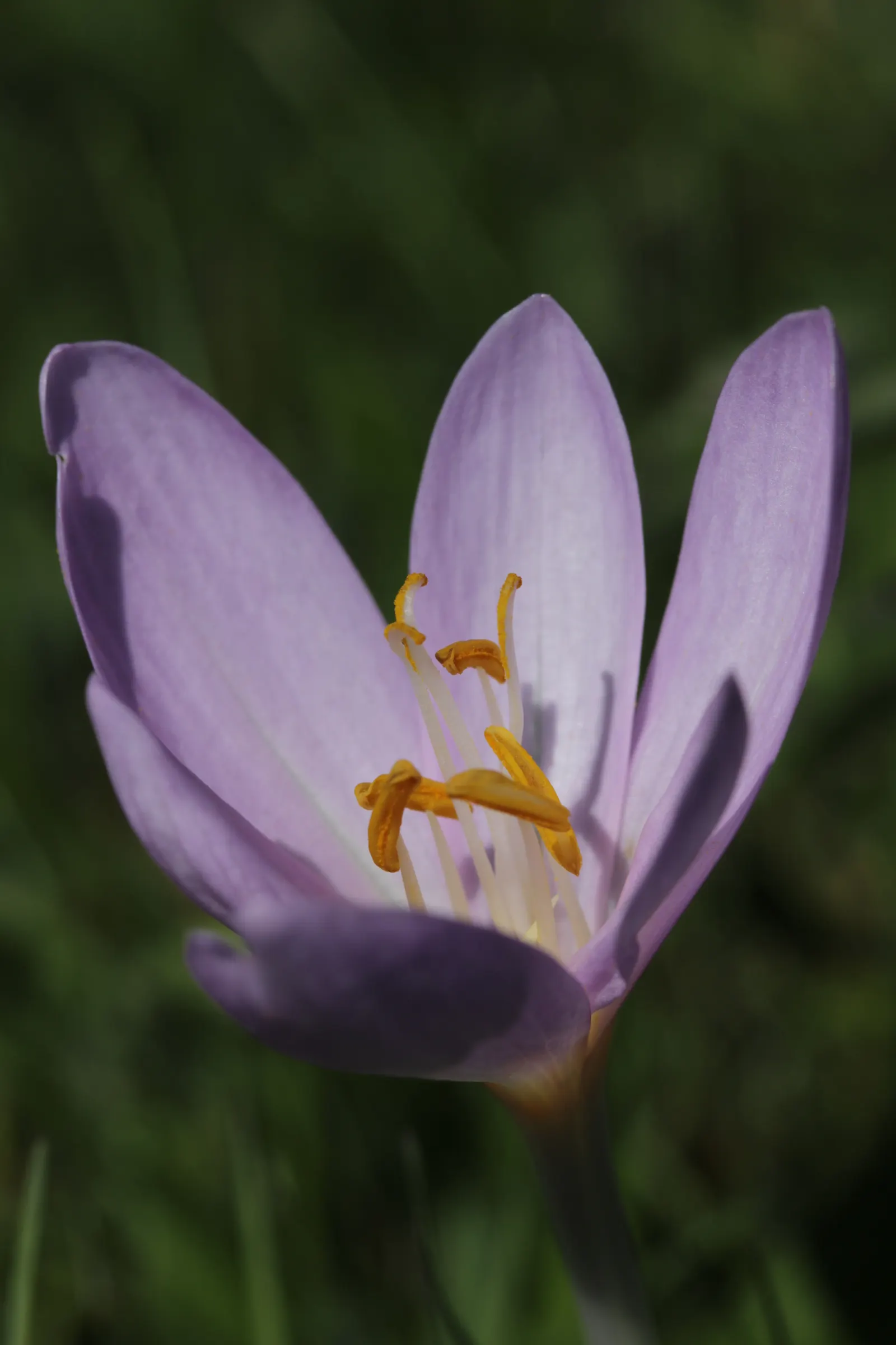 Autumn Crocus (Colchicum cilicicum) — Caution: All plant parts are toxic if ingested