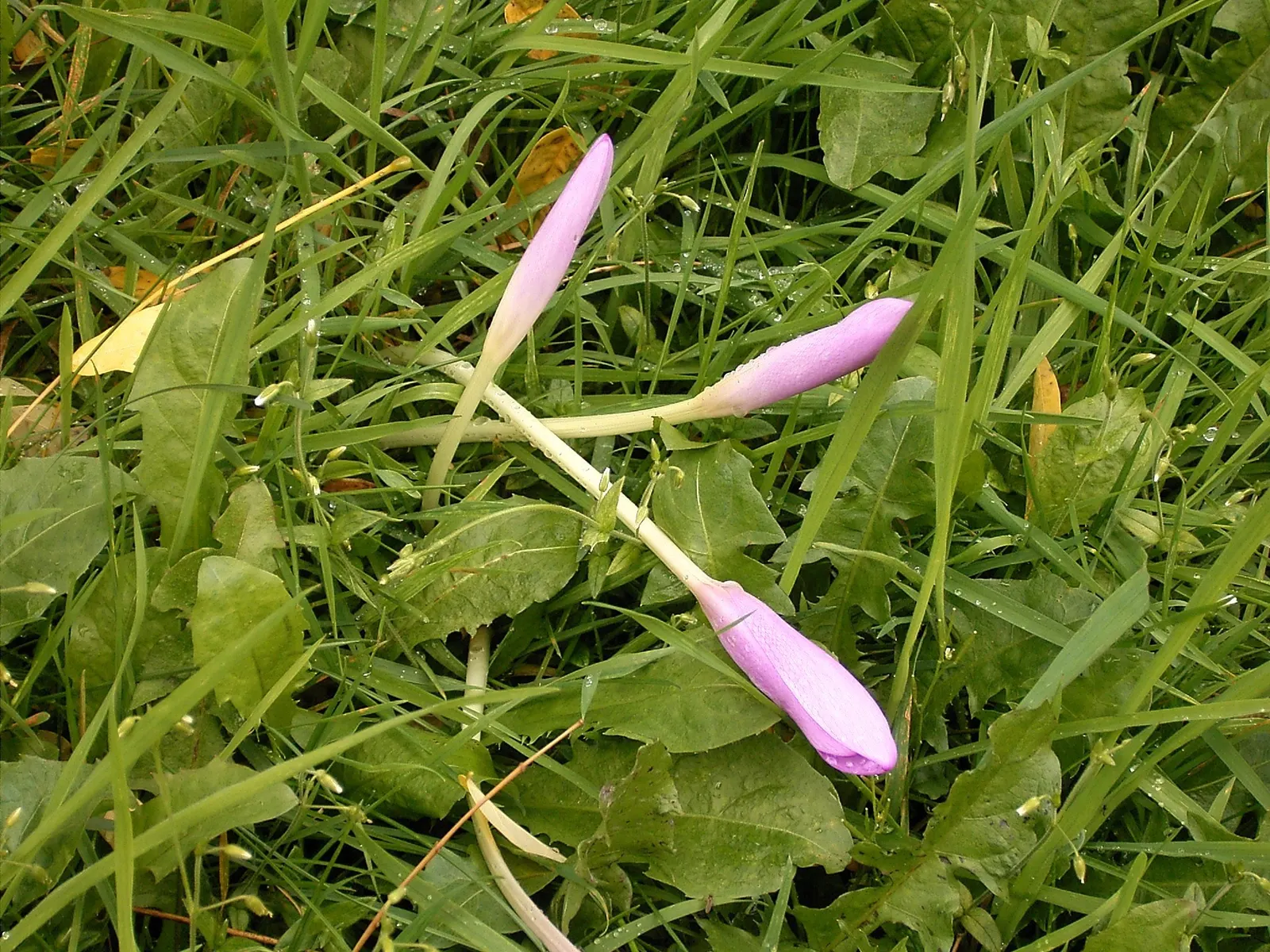 Autumn Crocus (Colchicum cilicicum) — Its lifecycle is a helpful reminder for maintenance; caution: All plant parts are toxic if ingested