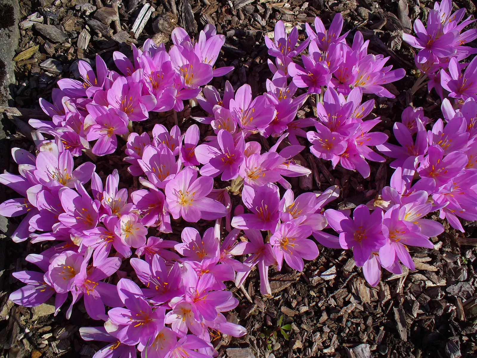 Autumn Crocus (Colchicum cilicicum) — humus-rich soil and can thrive in full sun to partial shade; thanks to the presence of colchicine, image 50