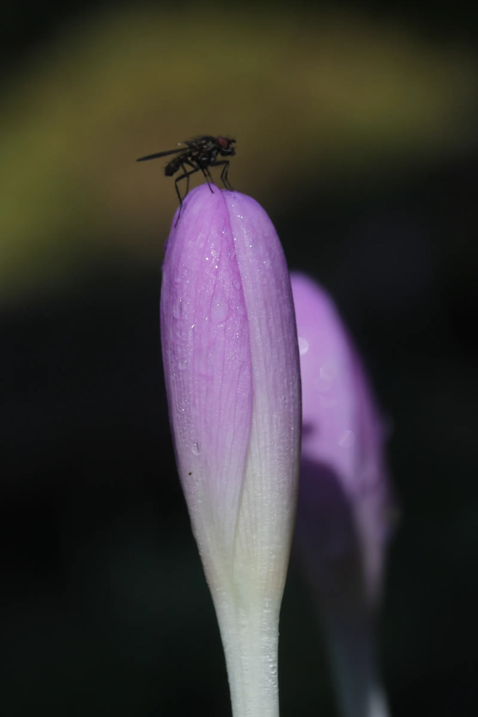 Autumn Crocus (Colchicum cilicicum) — ensuring the corms are planted with enough soil above them to protect from harsh weather; caution: All plant, image 52