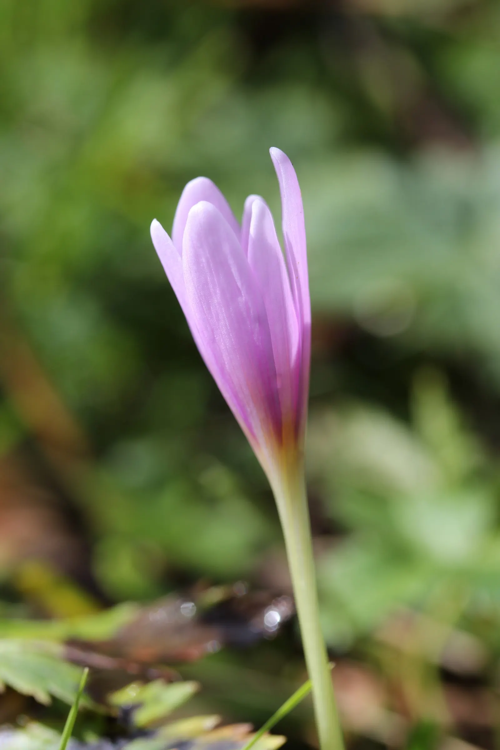 Autumn Crocus (Colchicum cilicicum) — ensuring the corms are planted with enough soil above them to protect from harsh weather; caution: All plant, image 73
