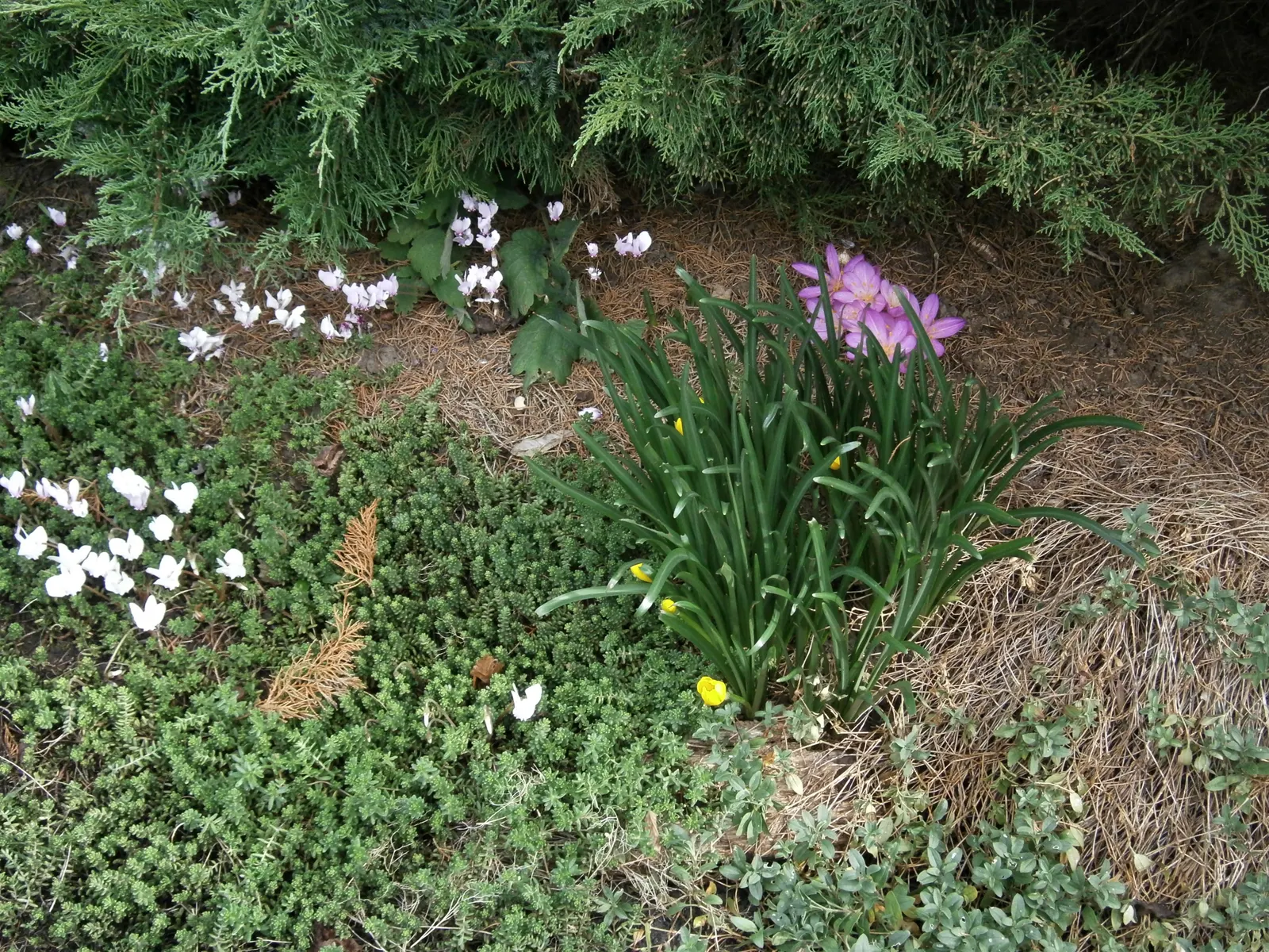 Autumn Crocus (Colchicum cilicicum) — thanks to the presence of colchicine, image 74