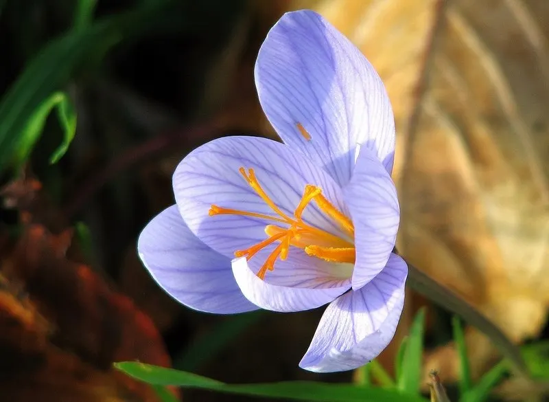 Autumn Crocus (Colchicum cilicicum) — Thriving in USDA zones 5-9, plant in partial shade or full sun in well-drained soil; thanks to the presence, image 65