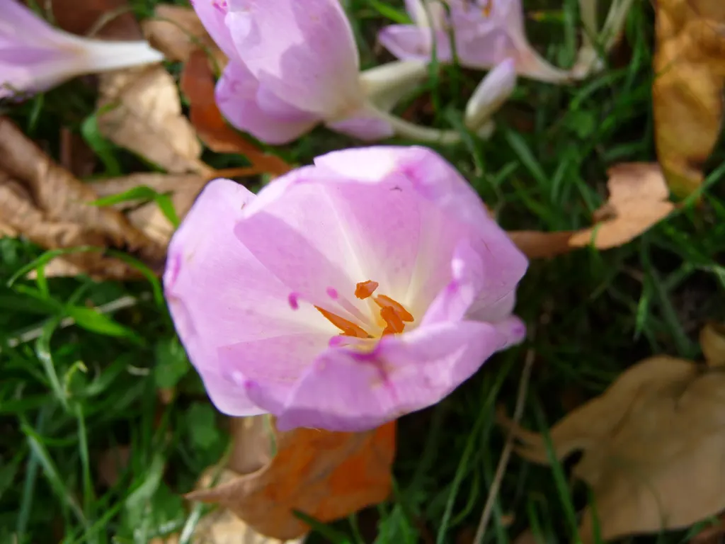 Autumn Crocus (Colchicum cilicicum) — Blossoming in fall, each bulb produces up to 6-inch-tall blossoms, with foliage emerging in spring; caution, image 43