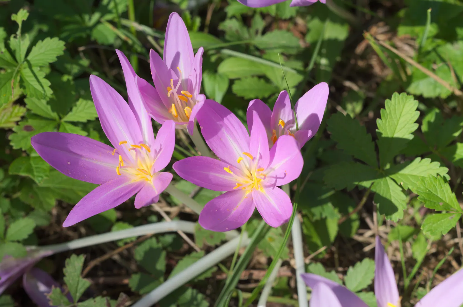 Autumn Crocus (Colchicum cilicicum) — purple flowers in the garden; caution: All plant parts are toxic if ingested