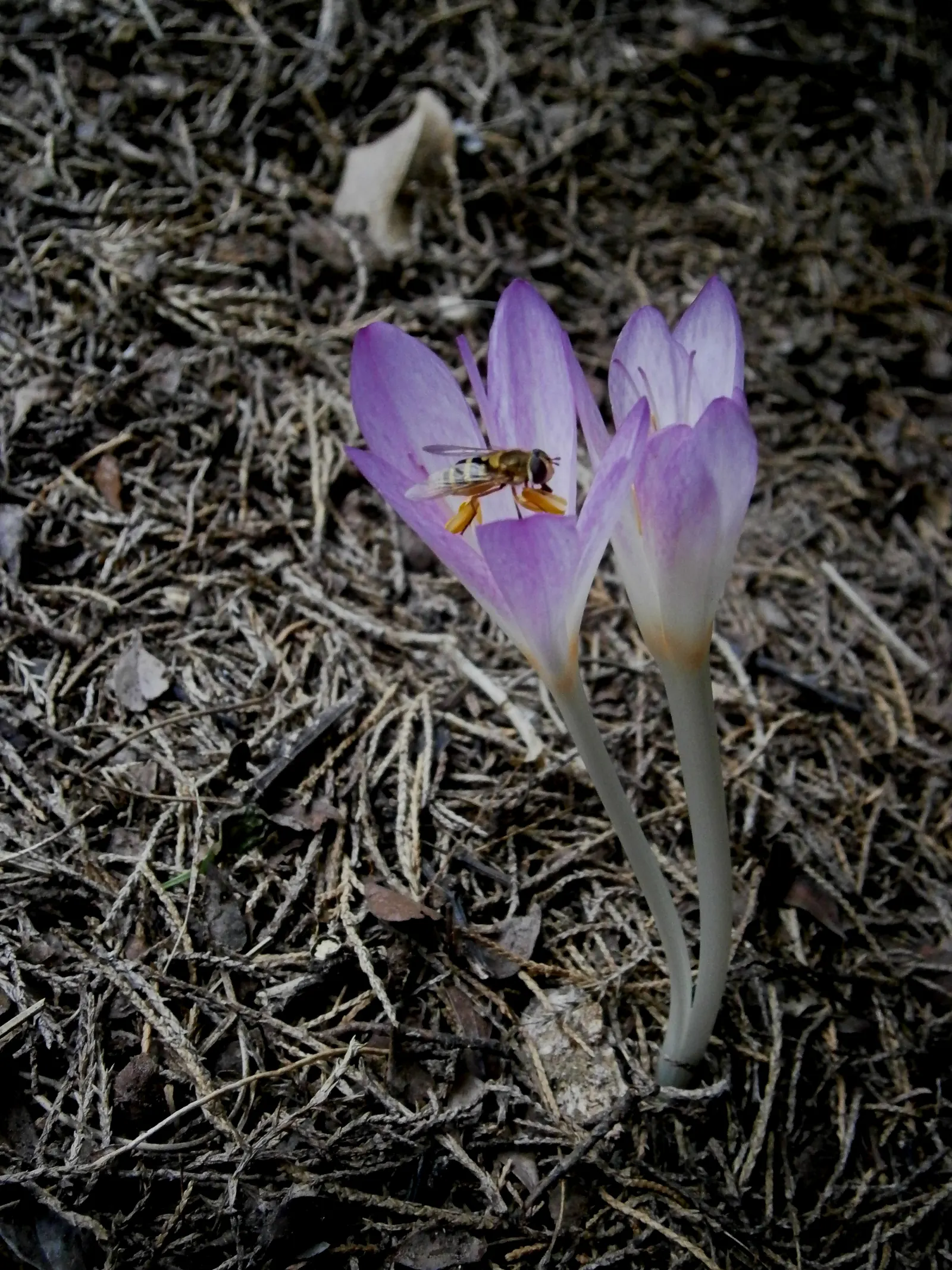 Autumn Crocus (Colchicum cilicicum) — Caution should be taken when planting this species; colchicum cilicicum will reward the autumn landscape with, image 75