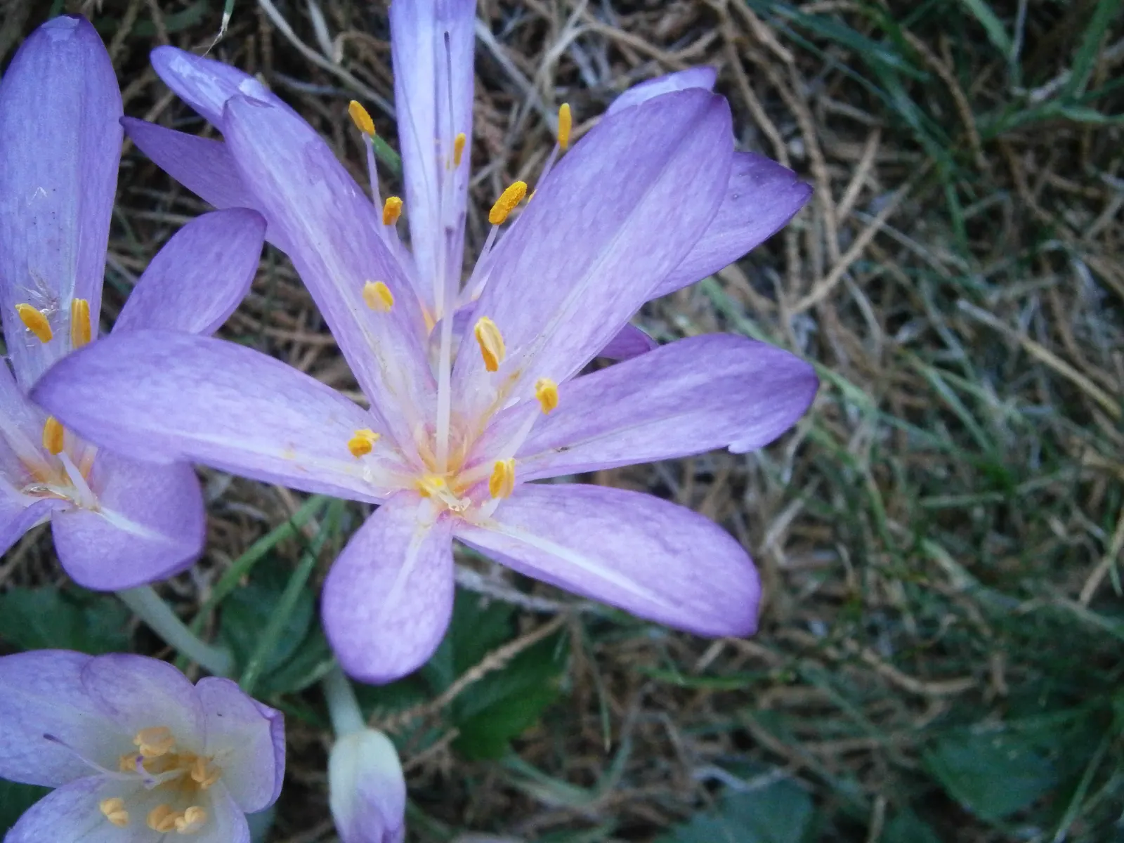 Autumn Crocus (Colchicum cilicicum) — despite being from a different family.<br><br>This plant prefers well-drained; caution: All plant parts are toxic if
