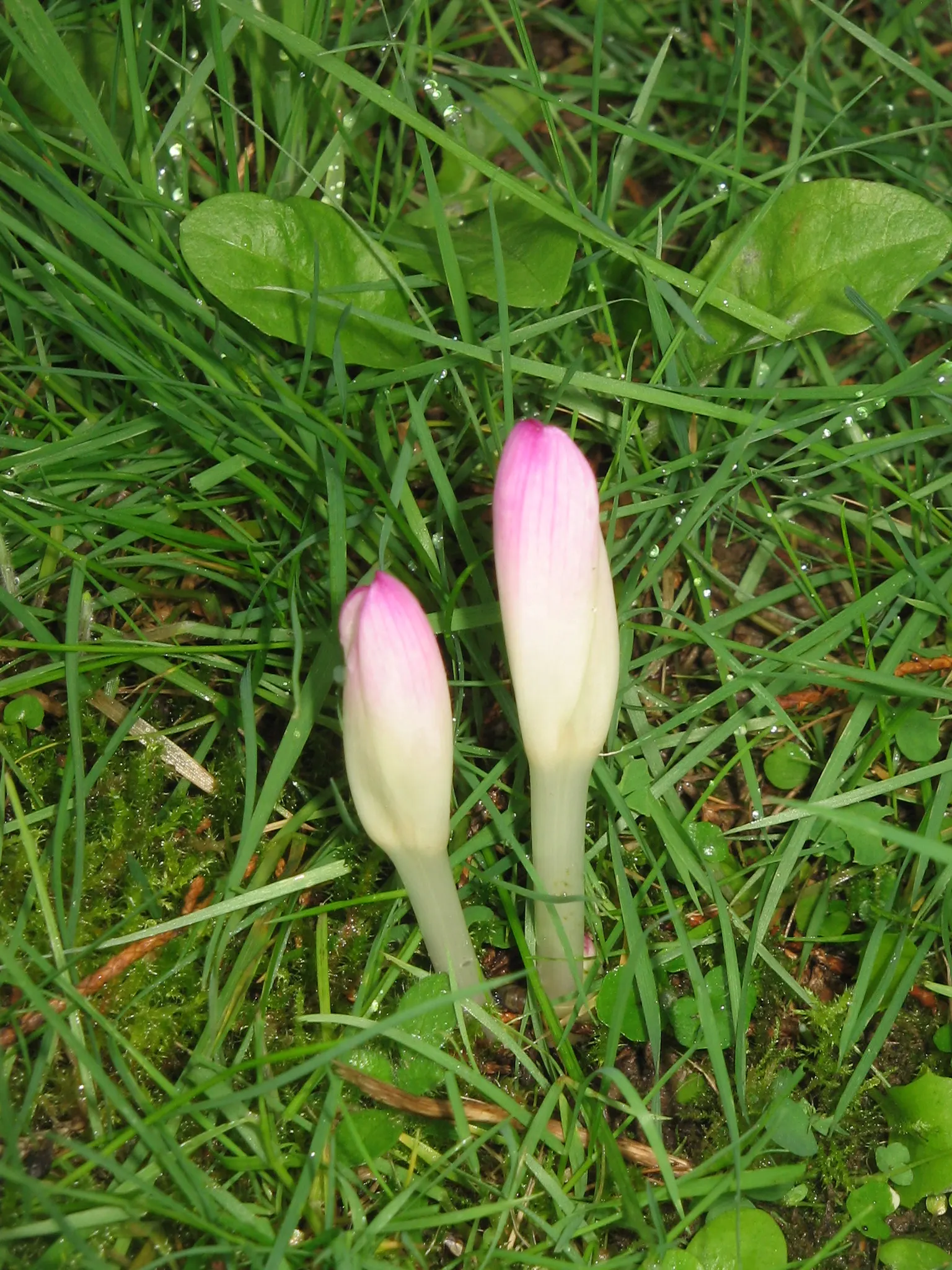 Autumn Crocus (Colchicum cilicicum) — especially in gardens frequented by children and pets.<br><br>For your clients; caution: All plant parts are toxic if