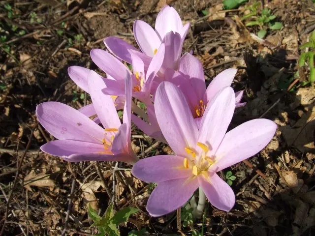 Autumn Crocus (Colchicum cilicicum) — and will die back by midsummer