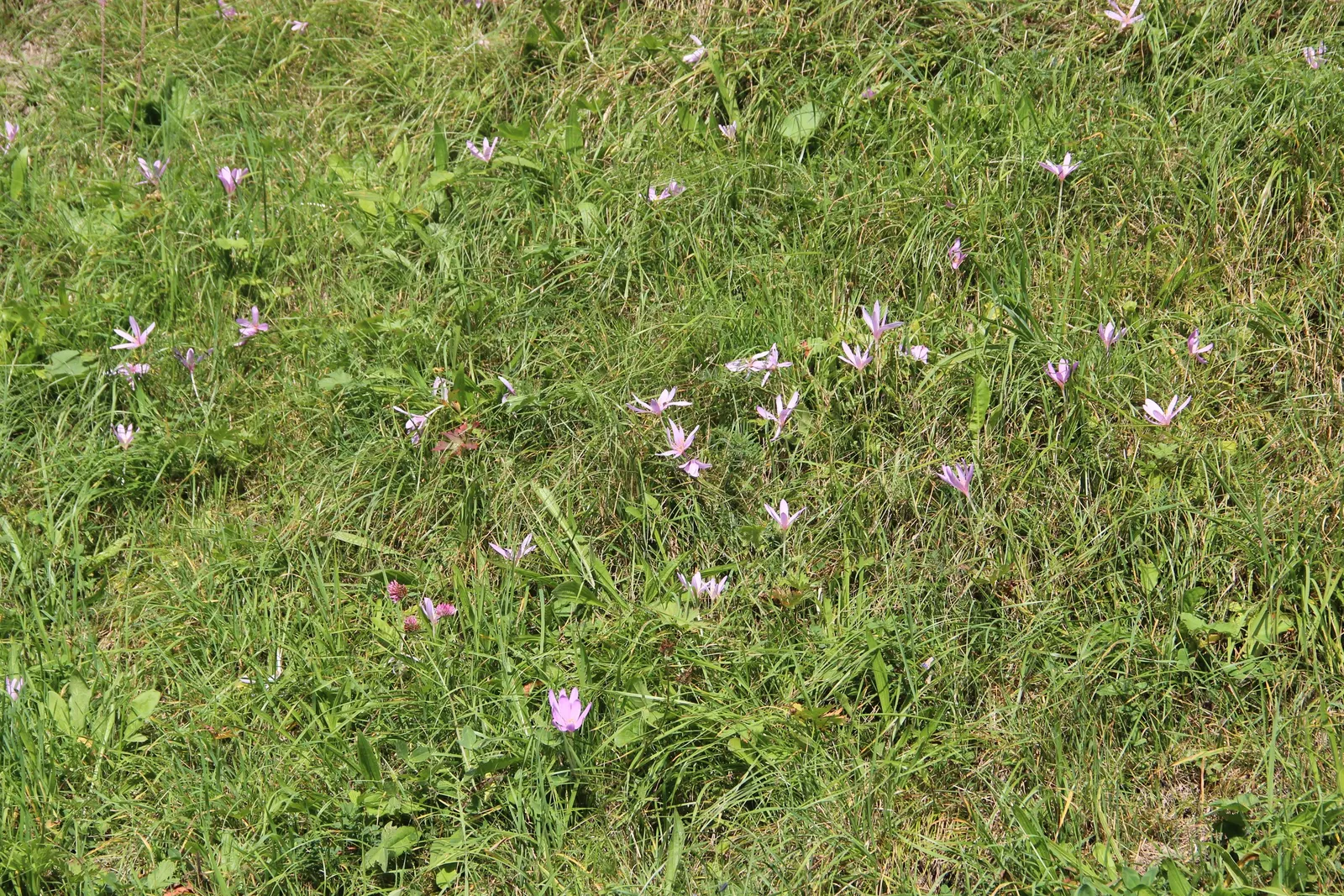 Autumn Crocus (Colchicum cilicicum) — Blossoming in fall, each bulb produces up to 6-inch-tall blossoms, with foliage emerging in spring; caution: All plant