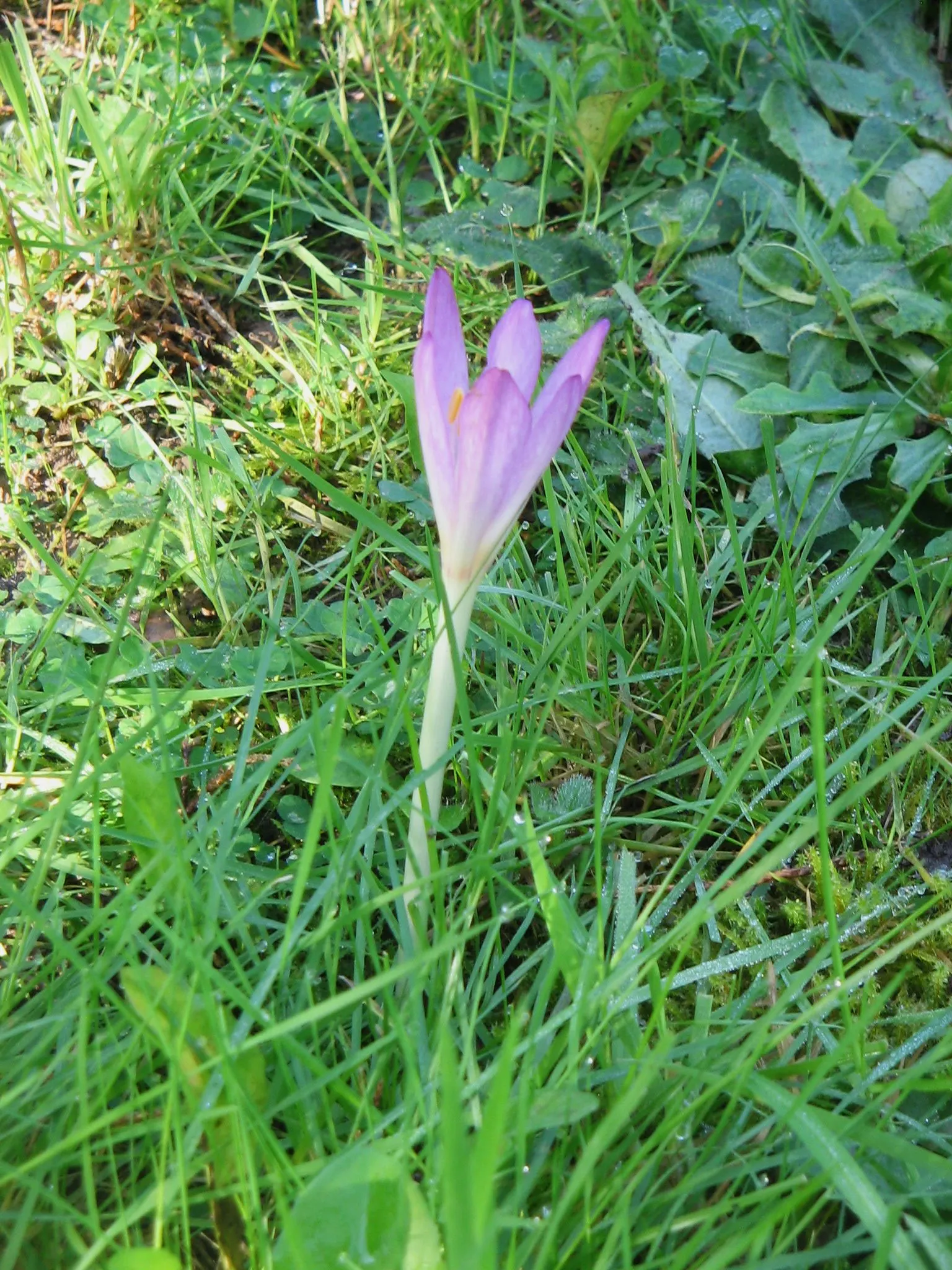 Autumn Crocus (Colchicum cilicicum) — purple flowers in the garden; caution: All plant parts are toxic if ingested, image 61